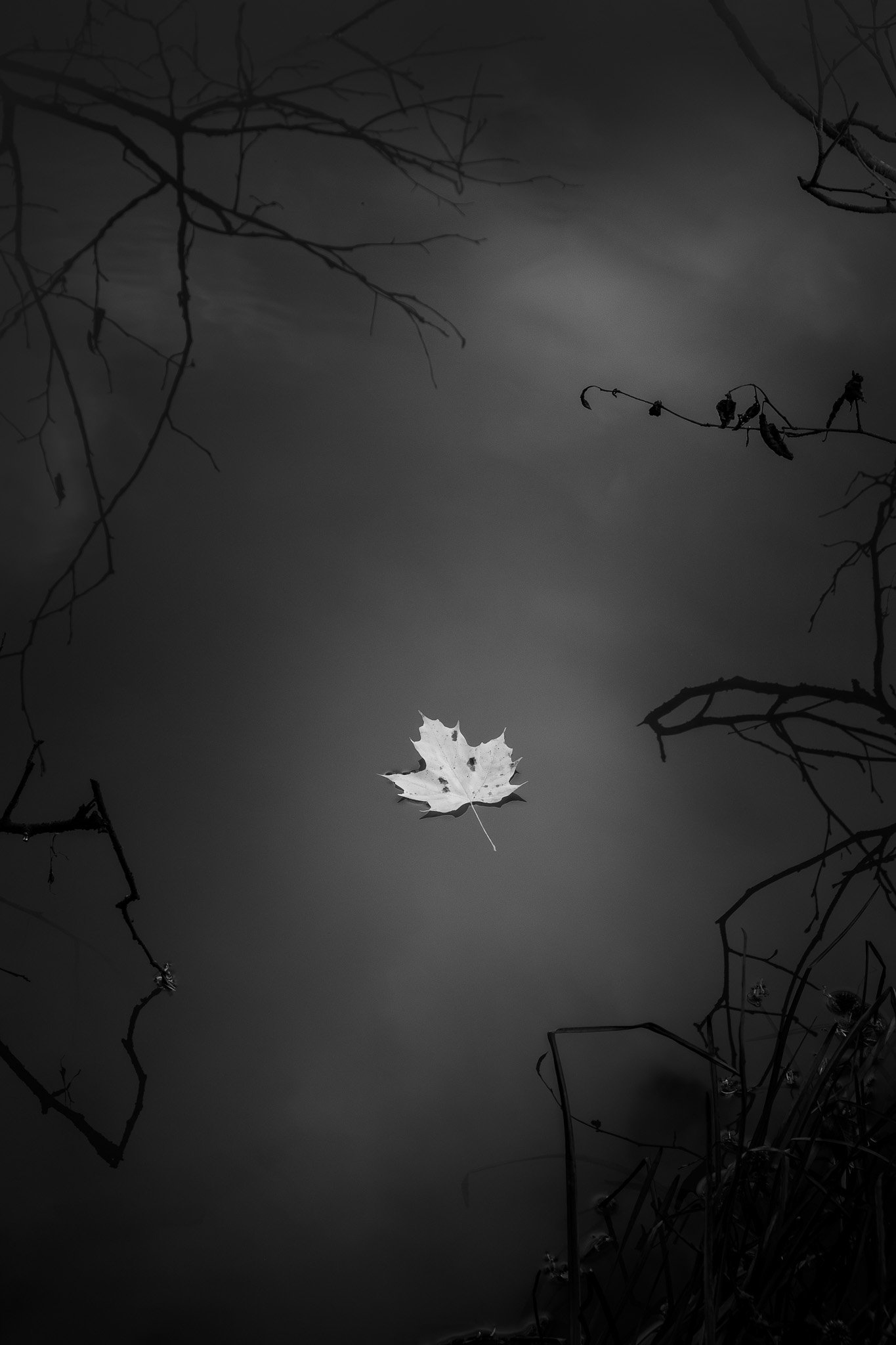Noir leaf story (Marais du nord)