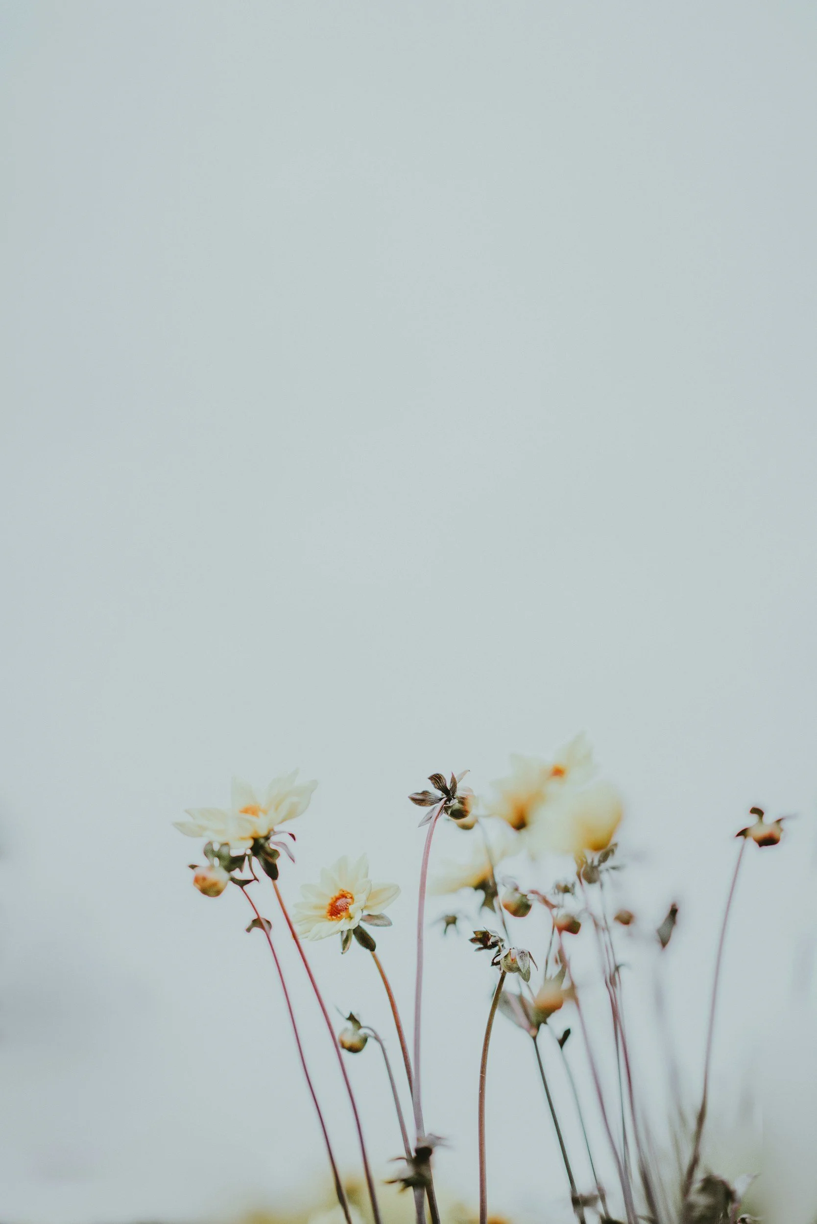 A group of small, cream-colored flowers with orange centers, some buds and stems, against a pale, light blue background.