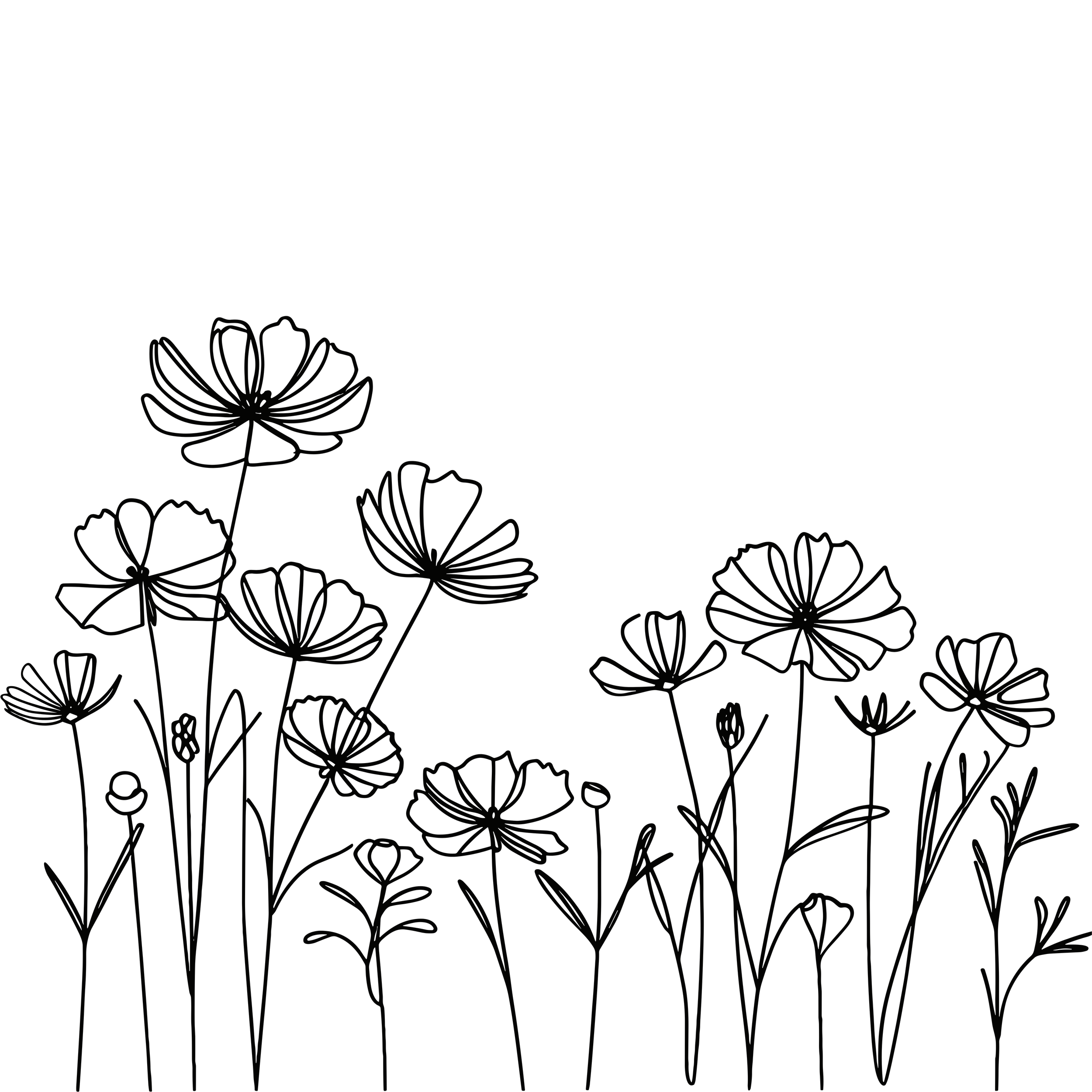 A sketch of various cosmos flowers with delicate petals and thin stems against a white background.