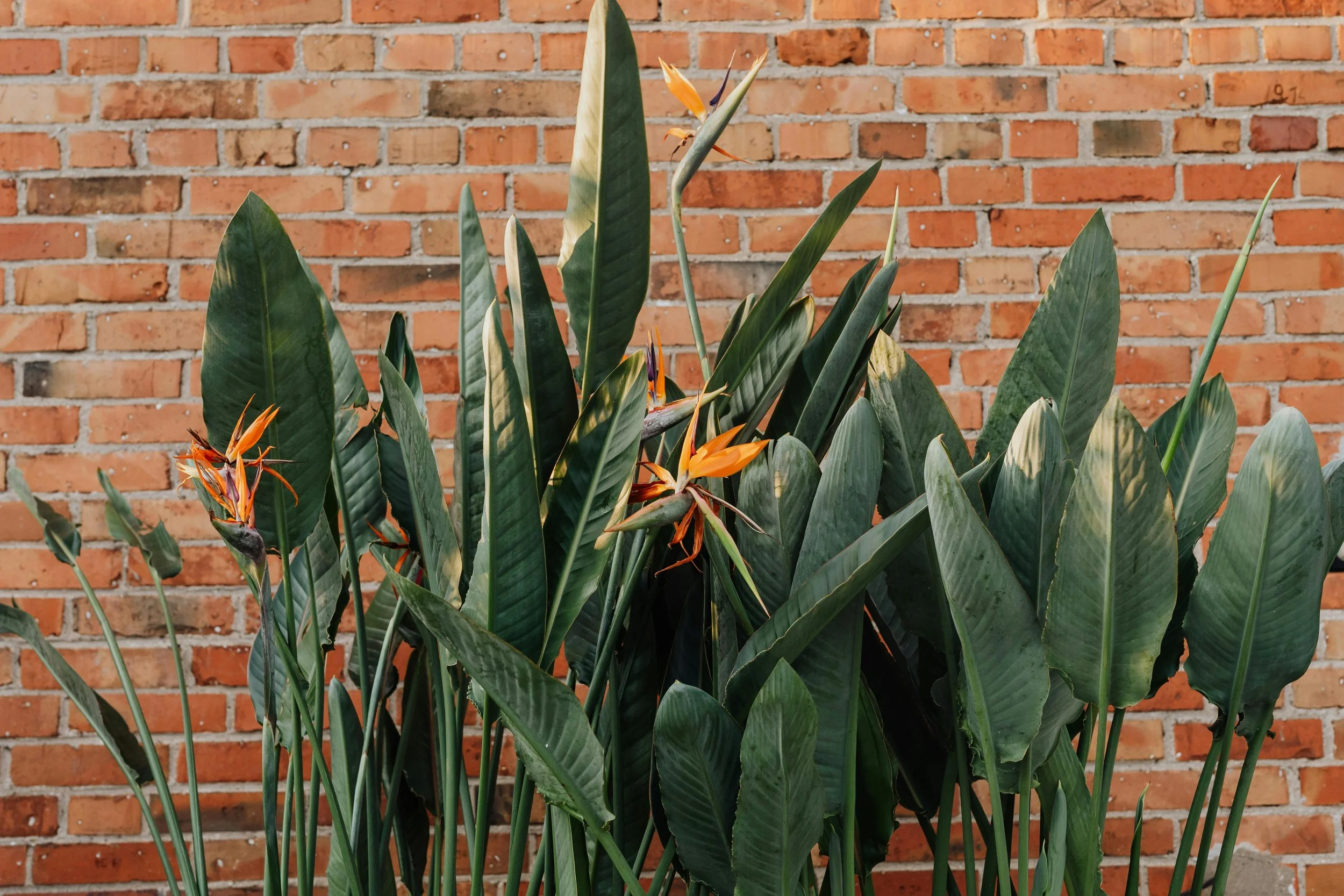 A lush green plant with large leaves and orange flowers in front of a brick wall.