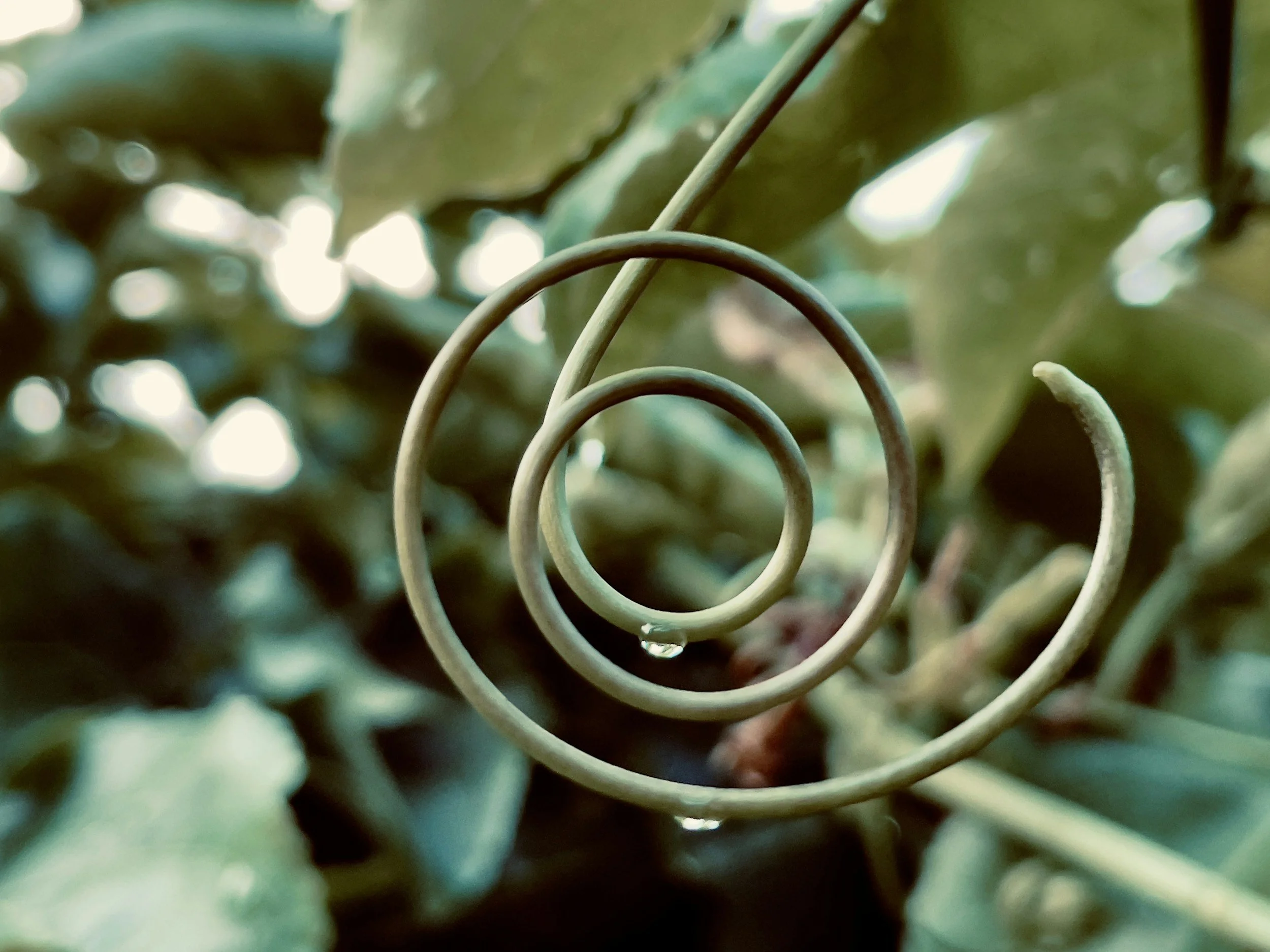 Close-up of spiral vine tendrils intertwined among green leaves with blurred background highlighting the natural setting.