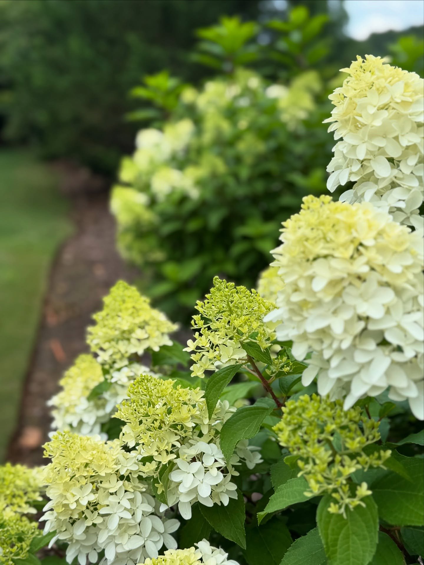 🌸 Let Your Landscape Bloom This Summer! ☀️

There&rsquo;s nothing like vibrant summer blooms to bring life and color to your yard&mdash;and Hughes Turf Management is here to make it happen. From bold, sun-loving flowers to lush greenery, we&rsquo;ll