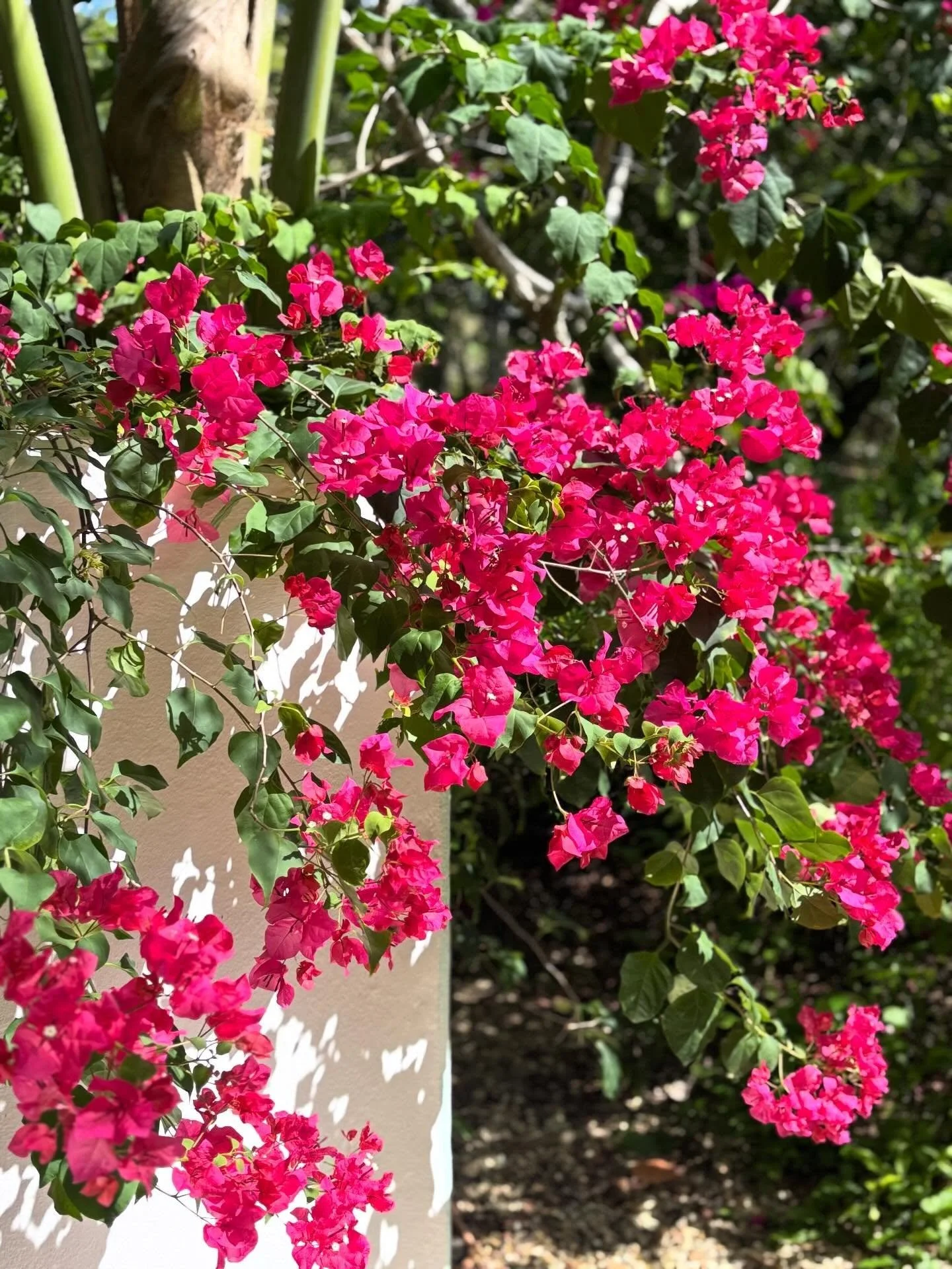 Nature at Ki-Ra isn&rsquo;t something added on &mdash; it&rsquo;s what everything is built around. Not the buildings, not the property, but the land itself. 🌿

Discover Ki-Ra &mdash; www.ki-ra.com
Reconnect with nature, reconnect with yourself
Book 