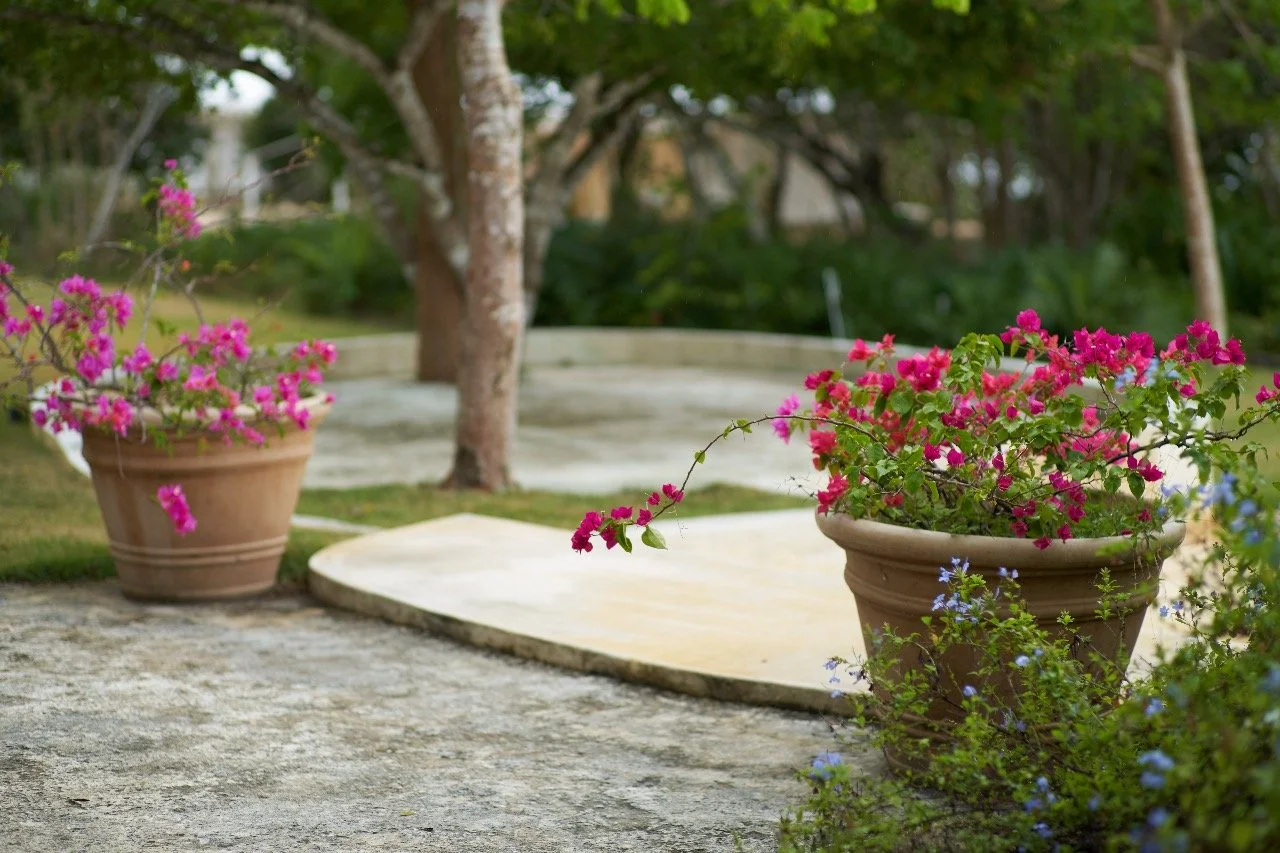 Garden scene with pink and purple flowers in large terracotta pots on a stone pathway, trees and greenery in the background.