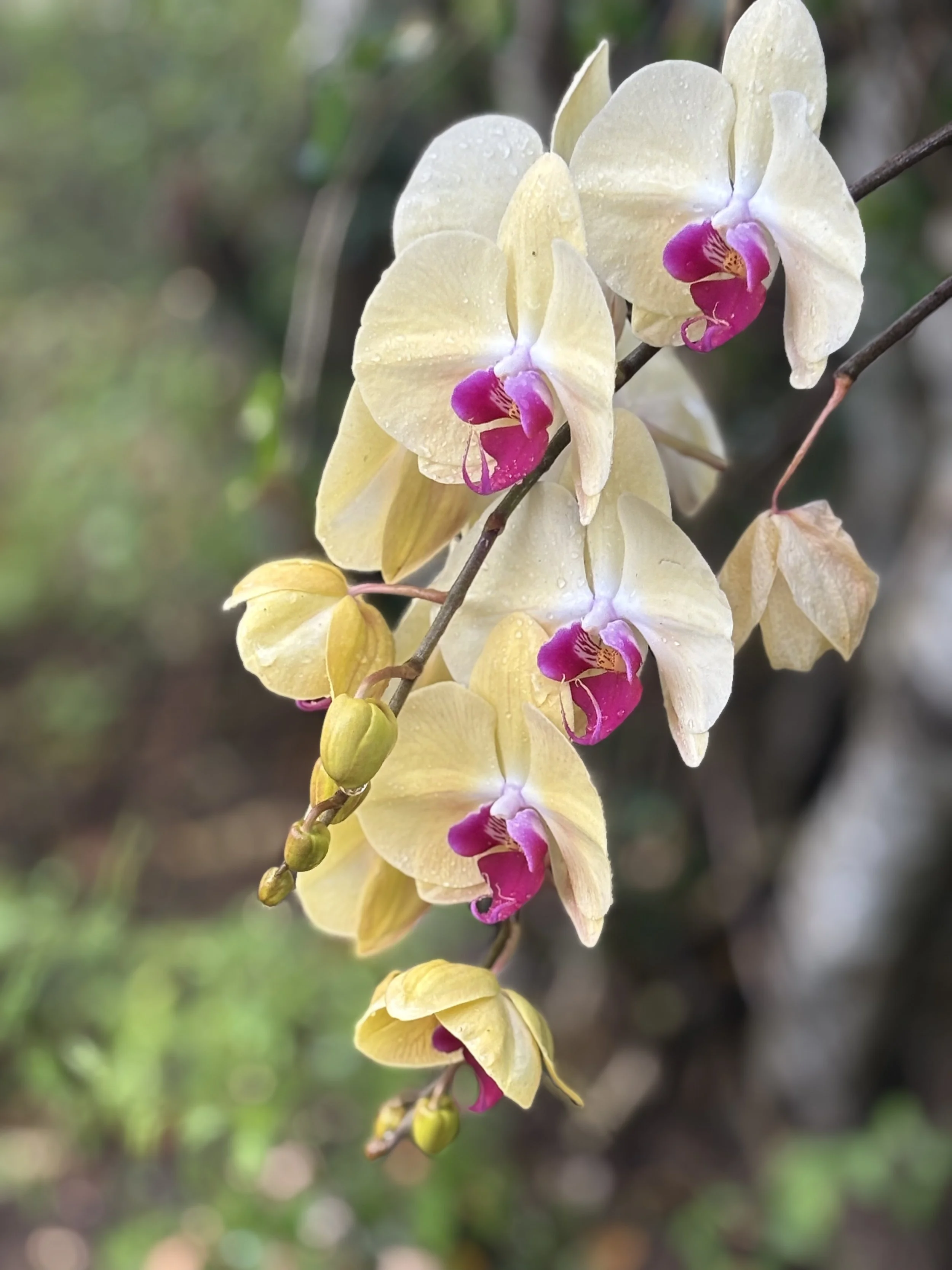 A cluster of yellow orchids with pink and white centers, some flowers in bloom and other buds on a branch, with a blurred green background.