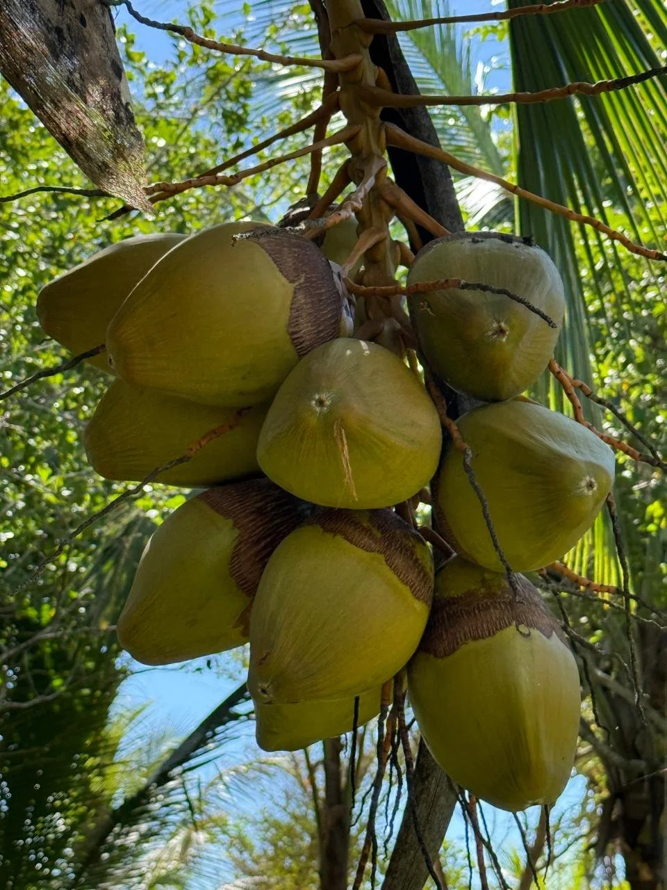 Cluster of green coconuts hanging from a palm tree.