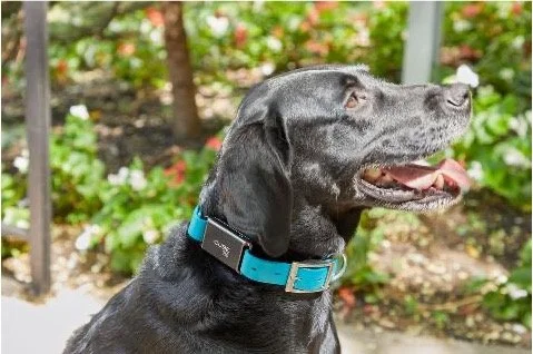 Case Study: Enhancing Accuracy in Pet Tracking Solutions