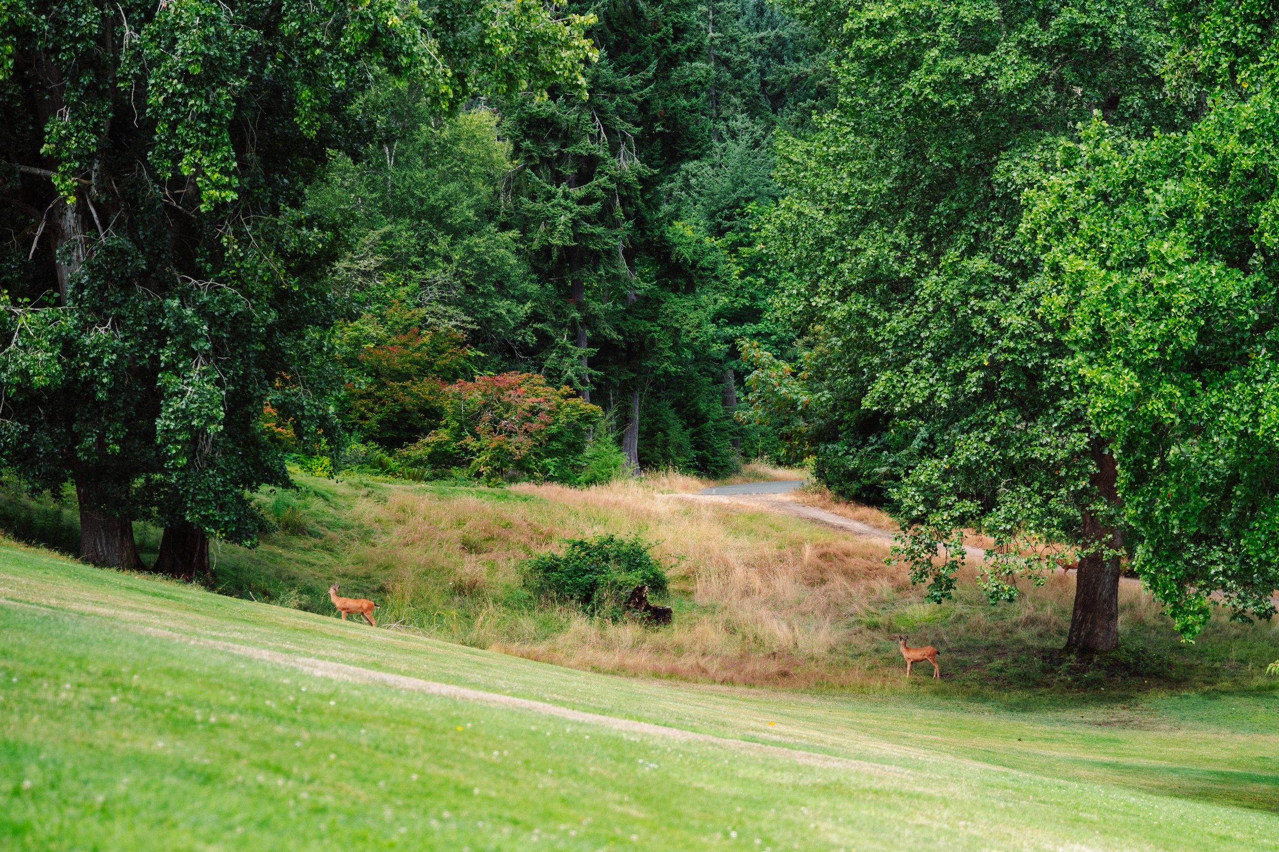 A lush green forest with tall trees and a small dirt path. Two deer are grazing near the edge of the forest in the grassy area.