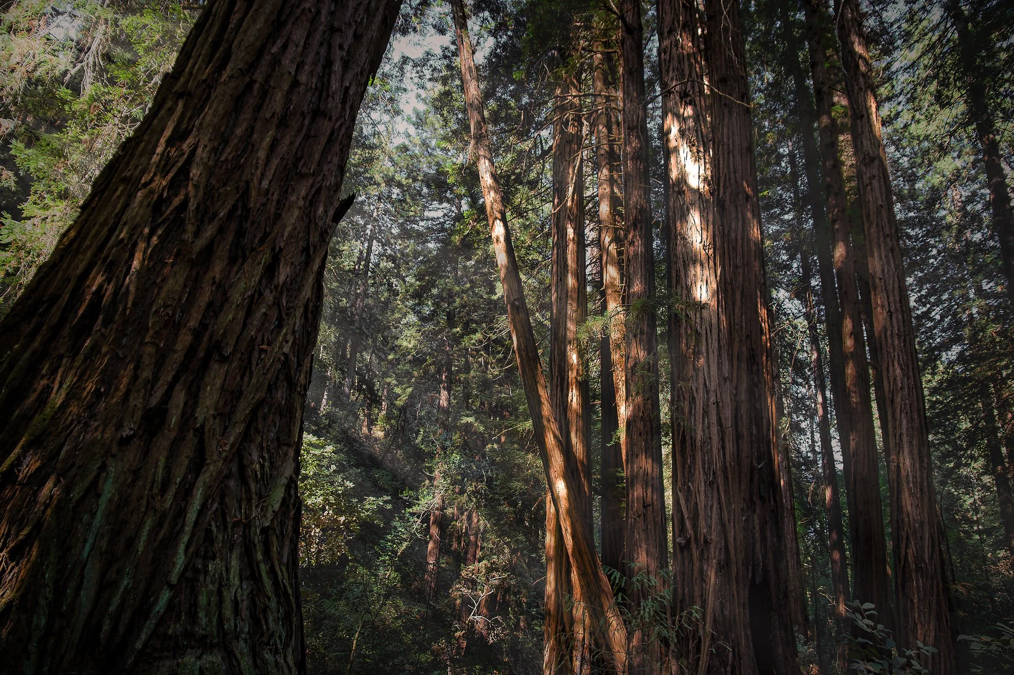 Muir Woods I