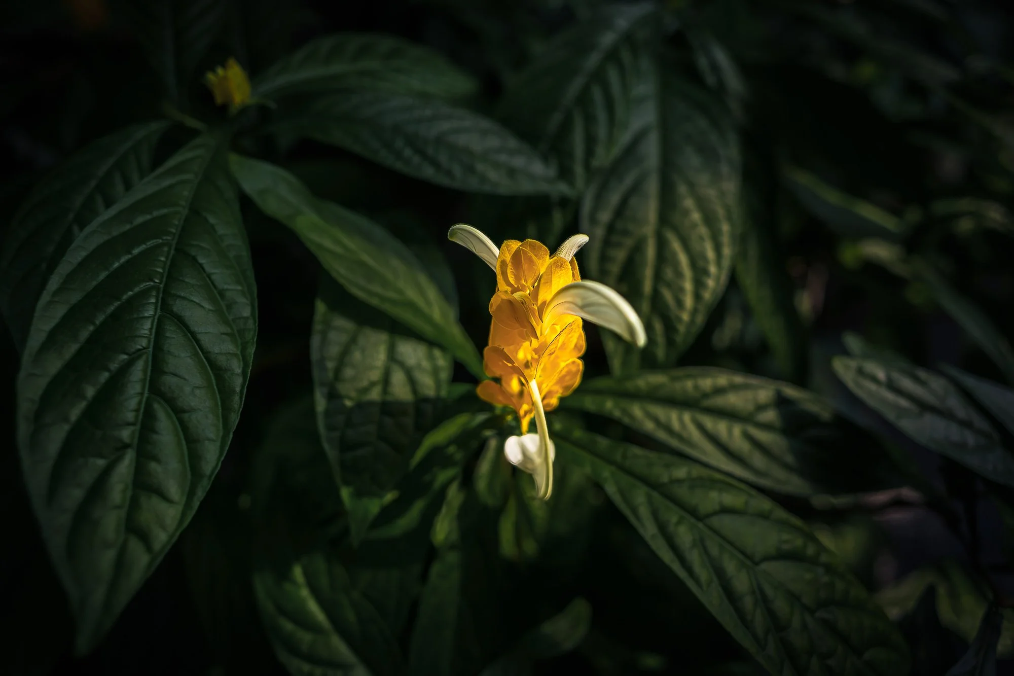A Walk Through the Garden