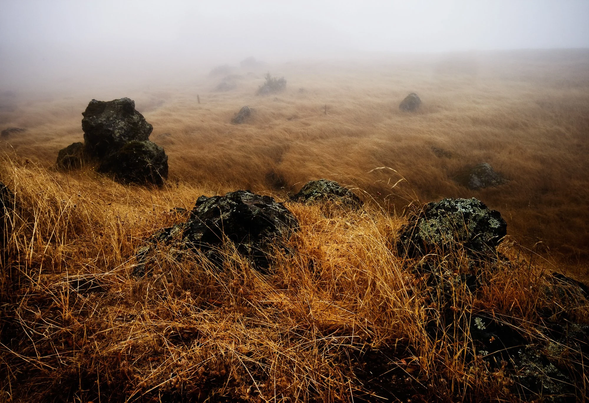 Grass and Fog I
