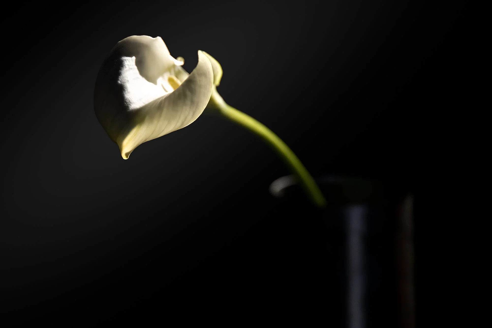 Close-up studio photograph of a white calla lily against a black background, with side lighting on the petals and a green stem fading into shadow.