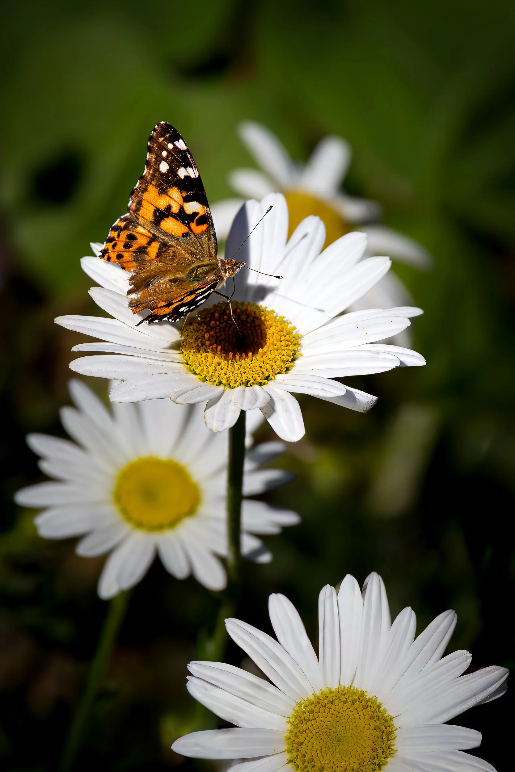 Photowalk-2026-4.jpg