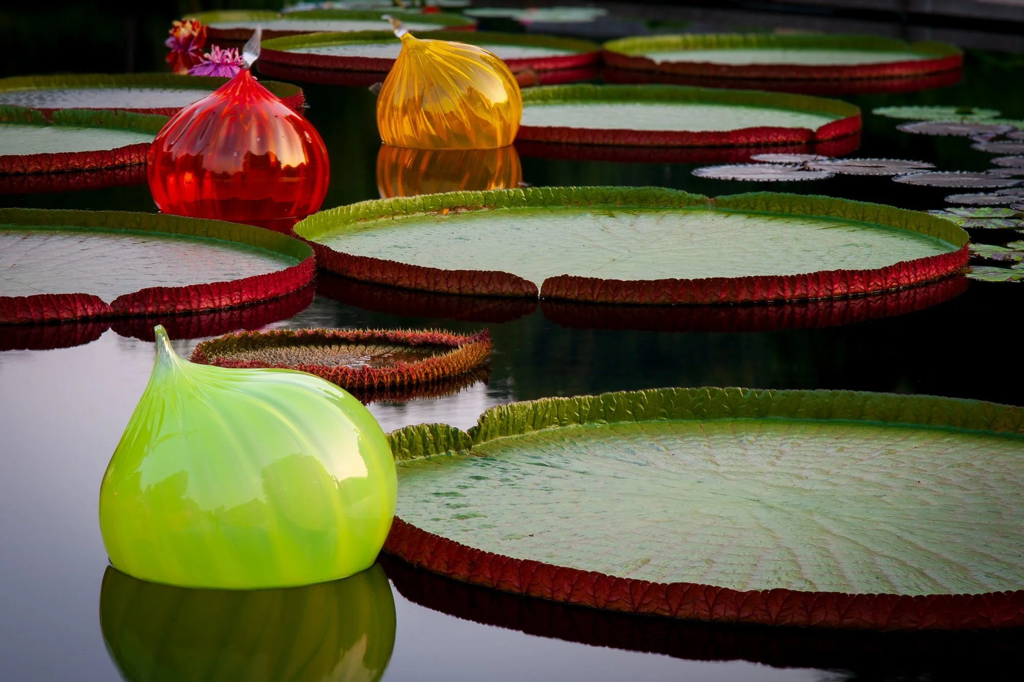 Chihuly and Lily Pads