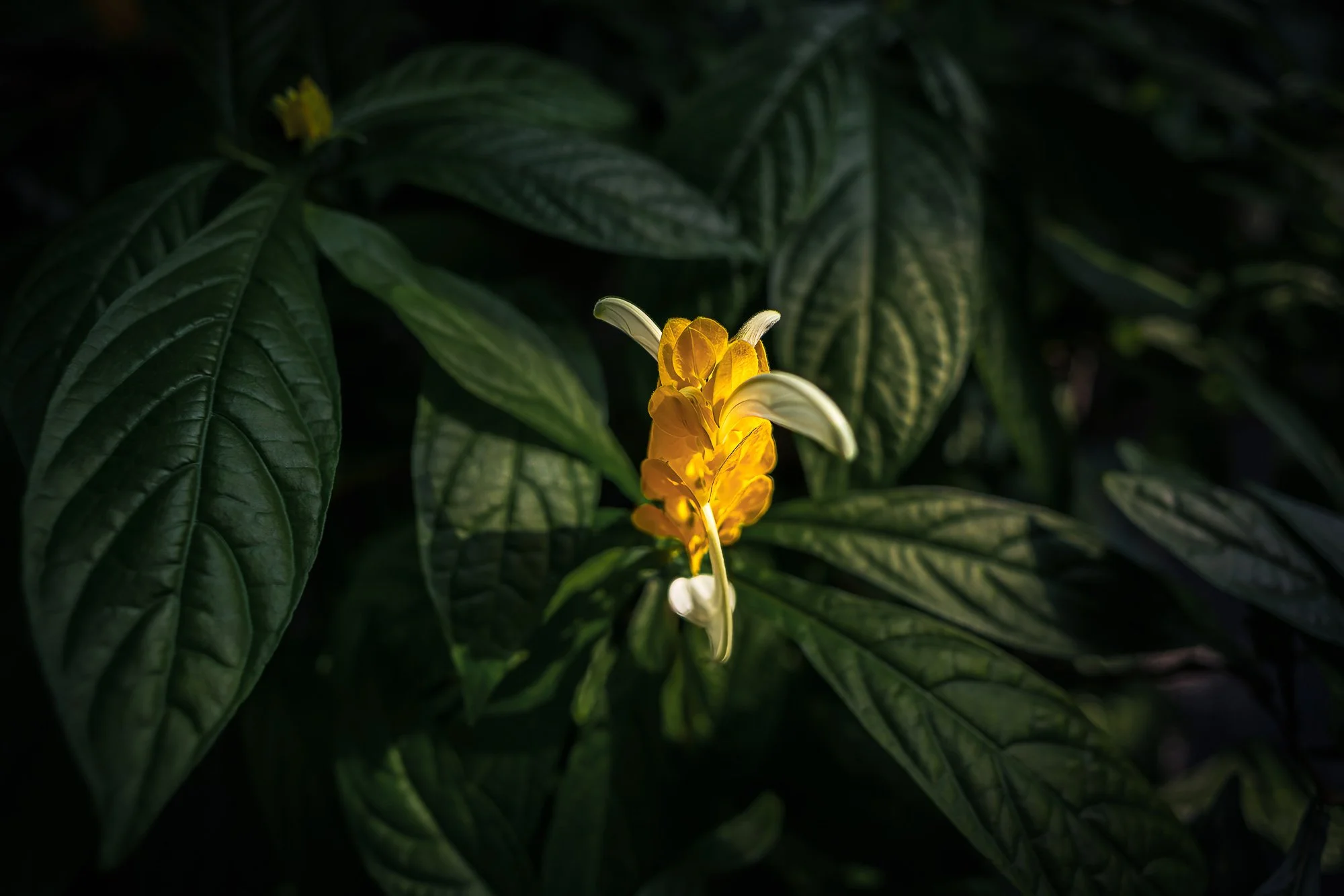 Golden Shrimp Plant