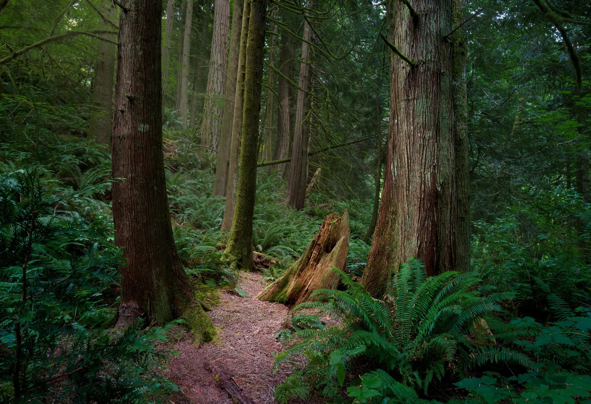 Muir Woods I