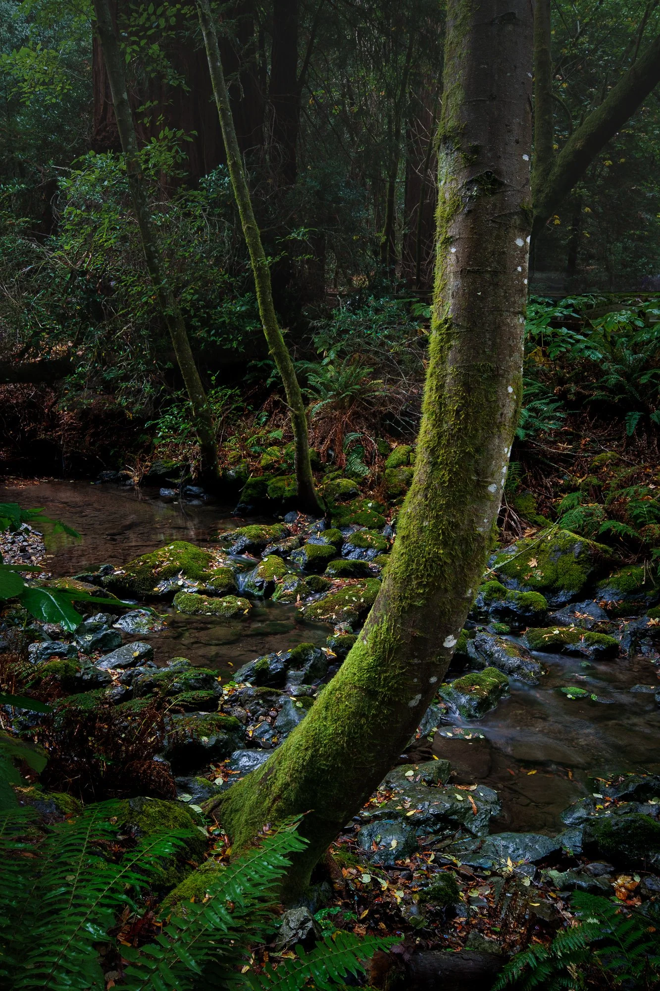 Muir Woods V