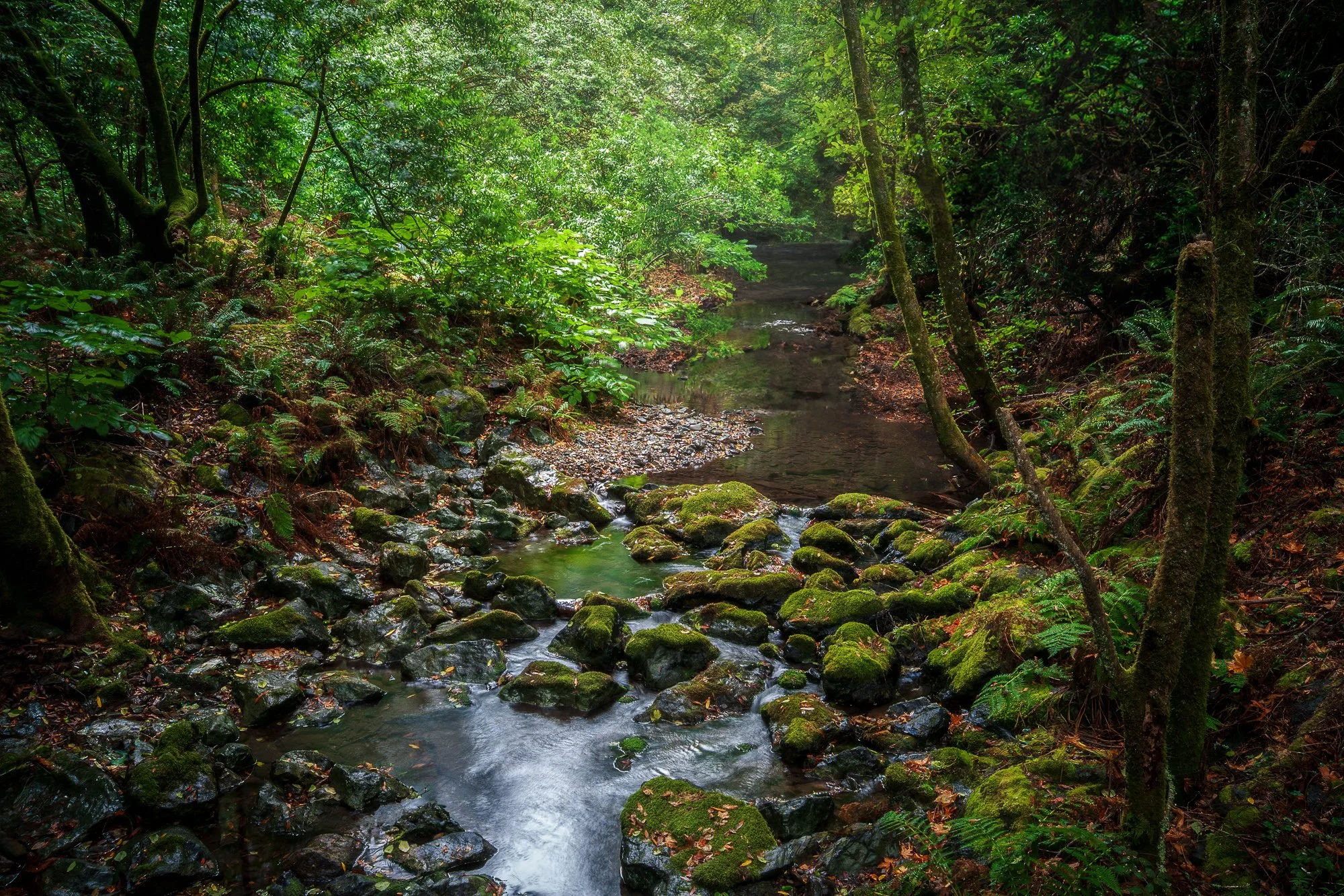 Muir Woods Stream