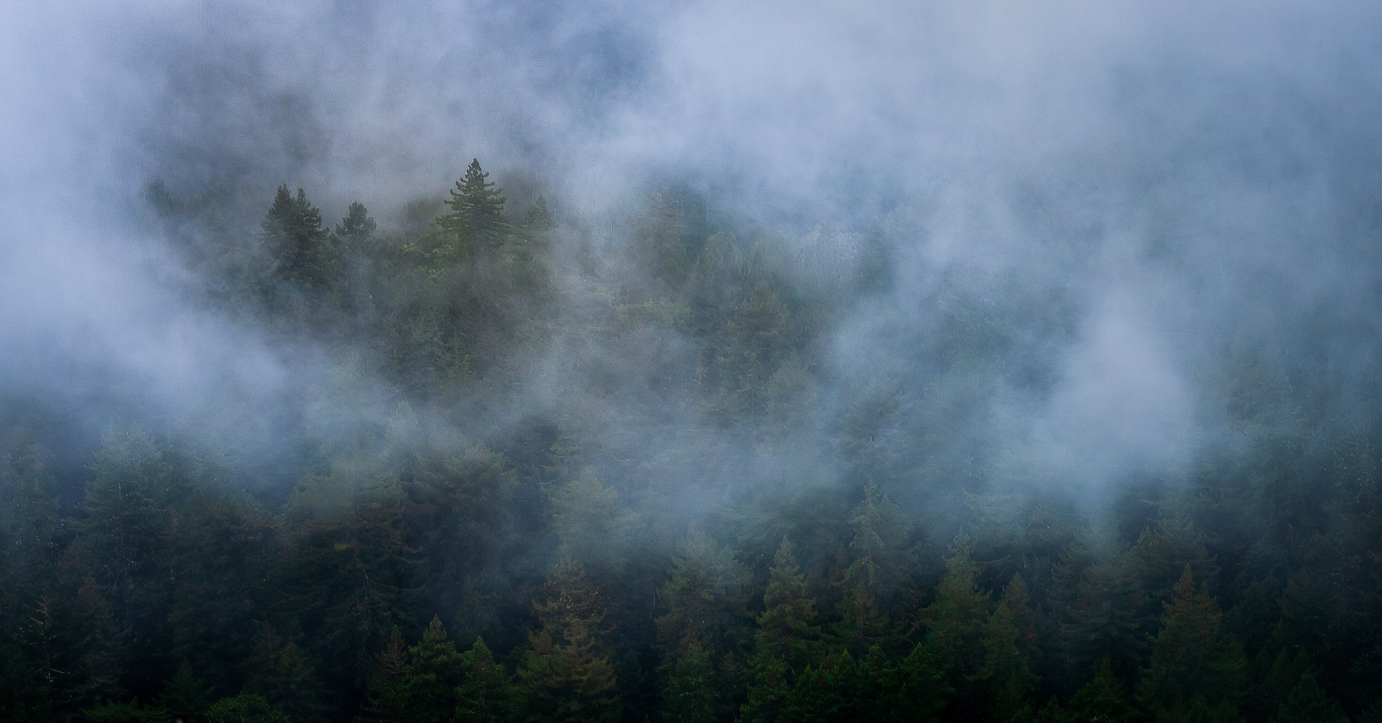 Fog and Forest I
