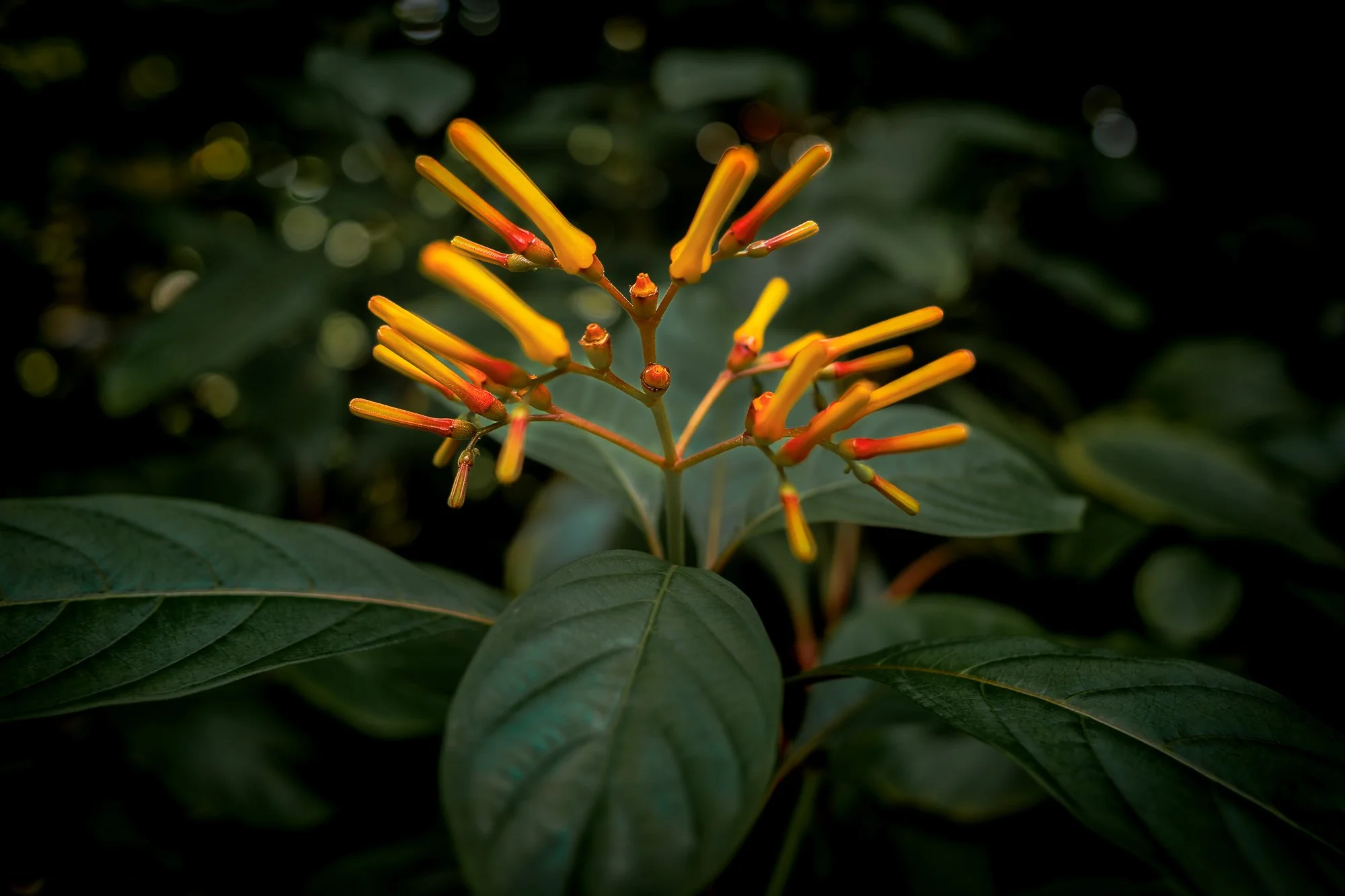 A moody, high-contrast macro photograph of a Firebush flower cluster. The slender, tubular blooms transition from yellow to deep red-orange, standing out vividly against a background of dark green leaves.