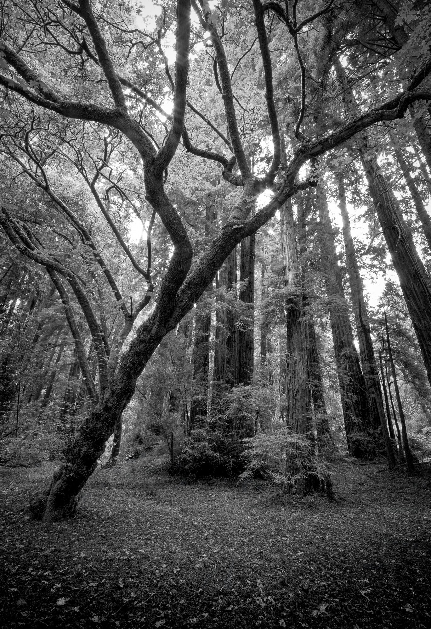 Muir Woods IV