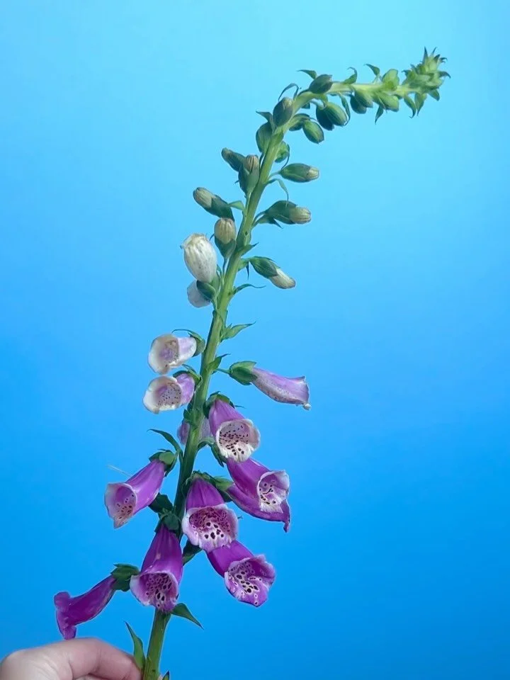 week old foxglove at home // the magnificent foxglove at the Isabella Stewart Gardner museum this weekend. inspiration is everywhere 🌙