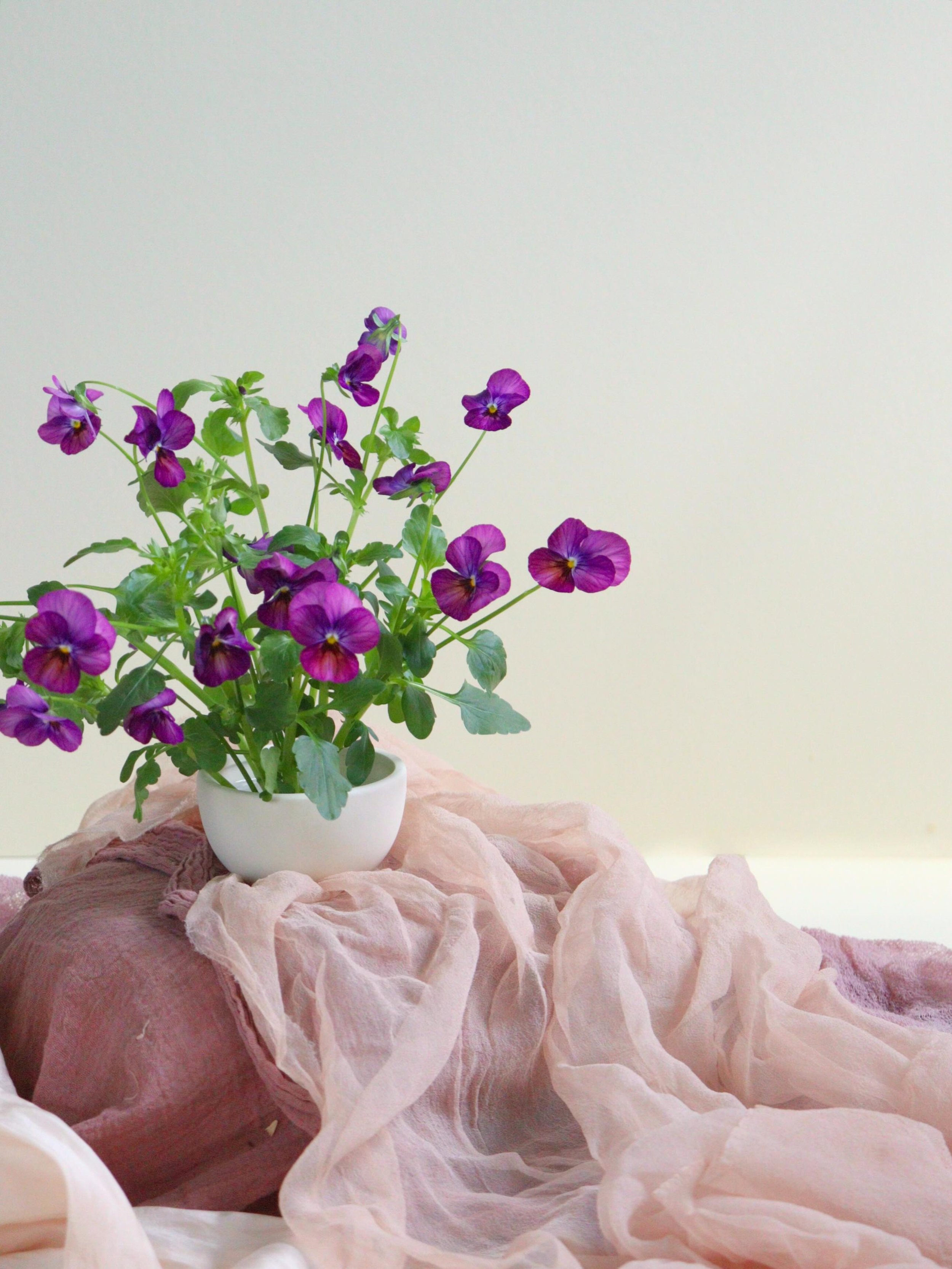 Local violas: the perfect, delicate, dance-y blooms for early summer. Just perfection.