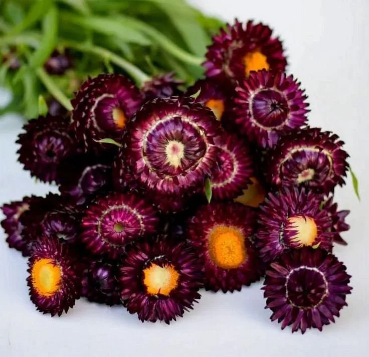 Dark Red Strawflower Seeds_ Heirloom Everlasting Flower Seeds.jpeg