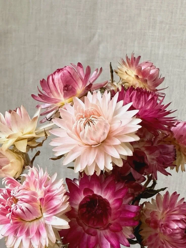 everlasting strawflower 'silvery rose' (1).jpeg