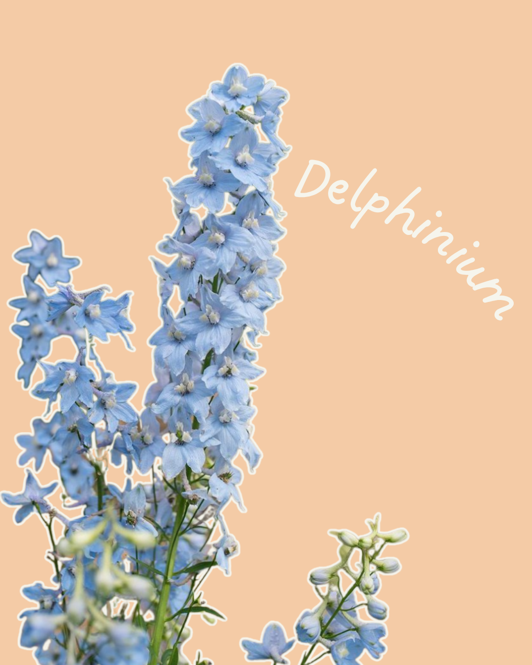 Cliveden Beauty Delphinium light blue