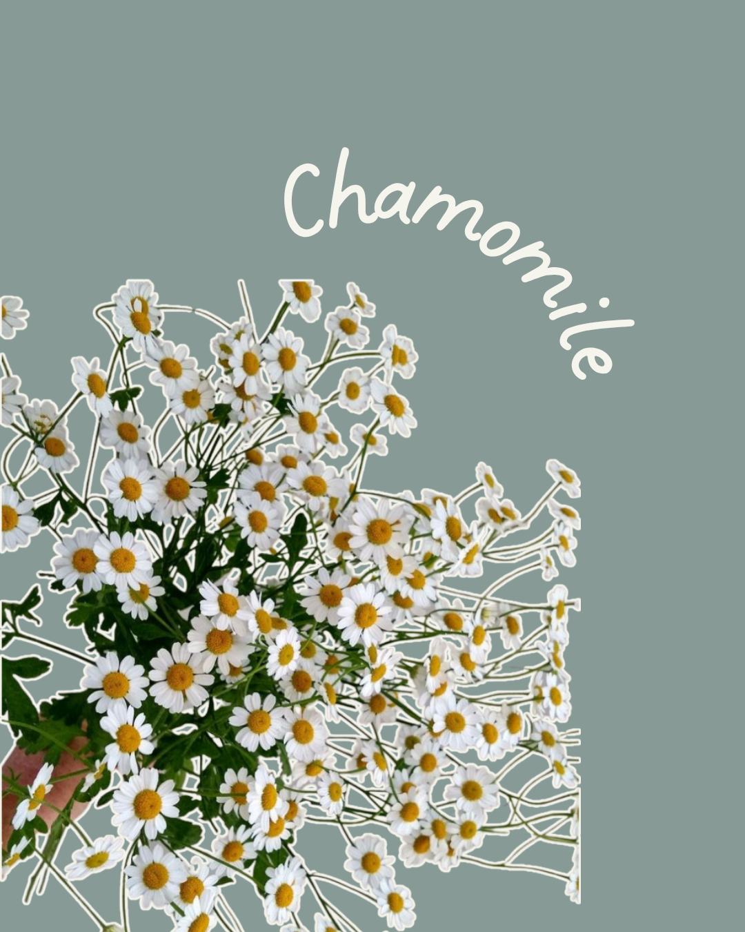 Chamomile flowers