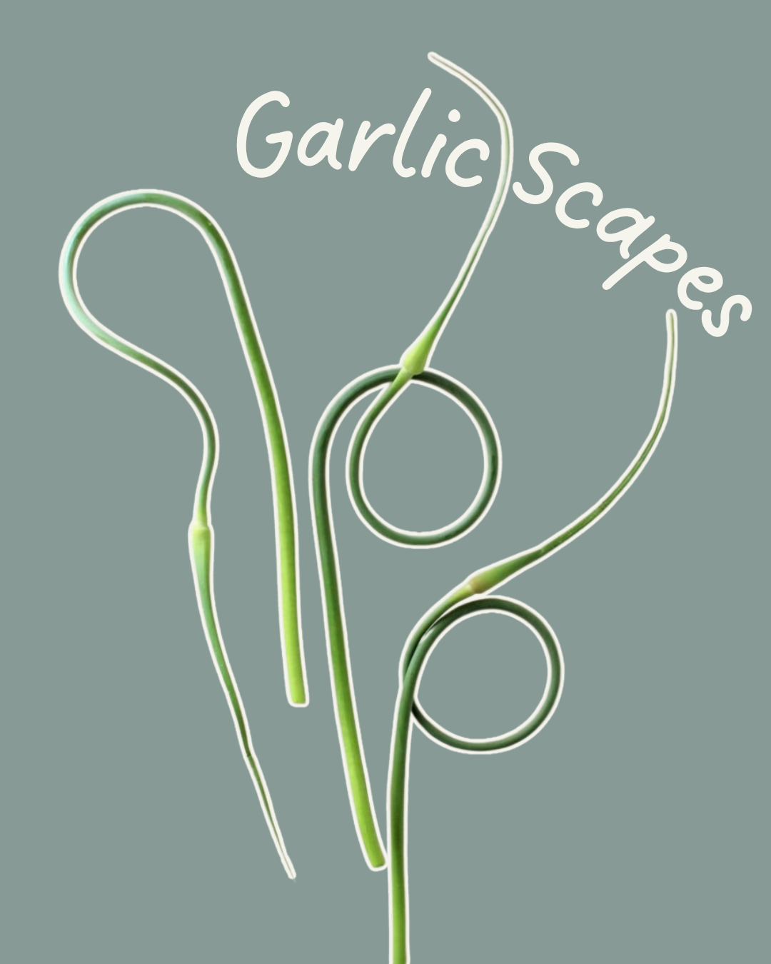 Garlic scapes