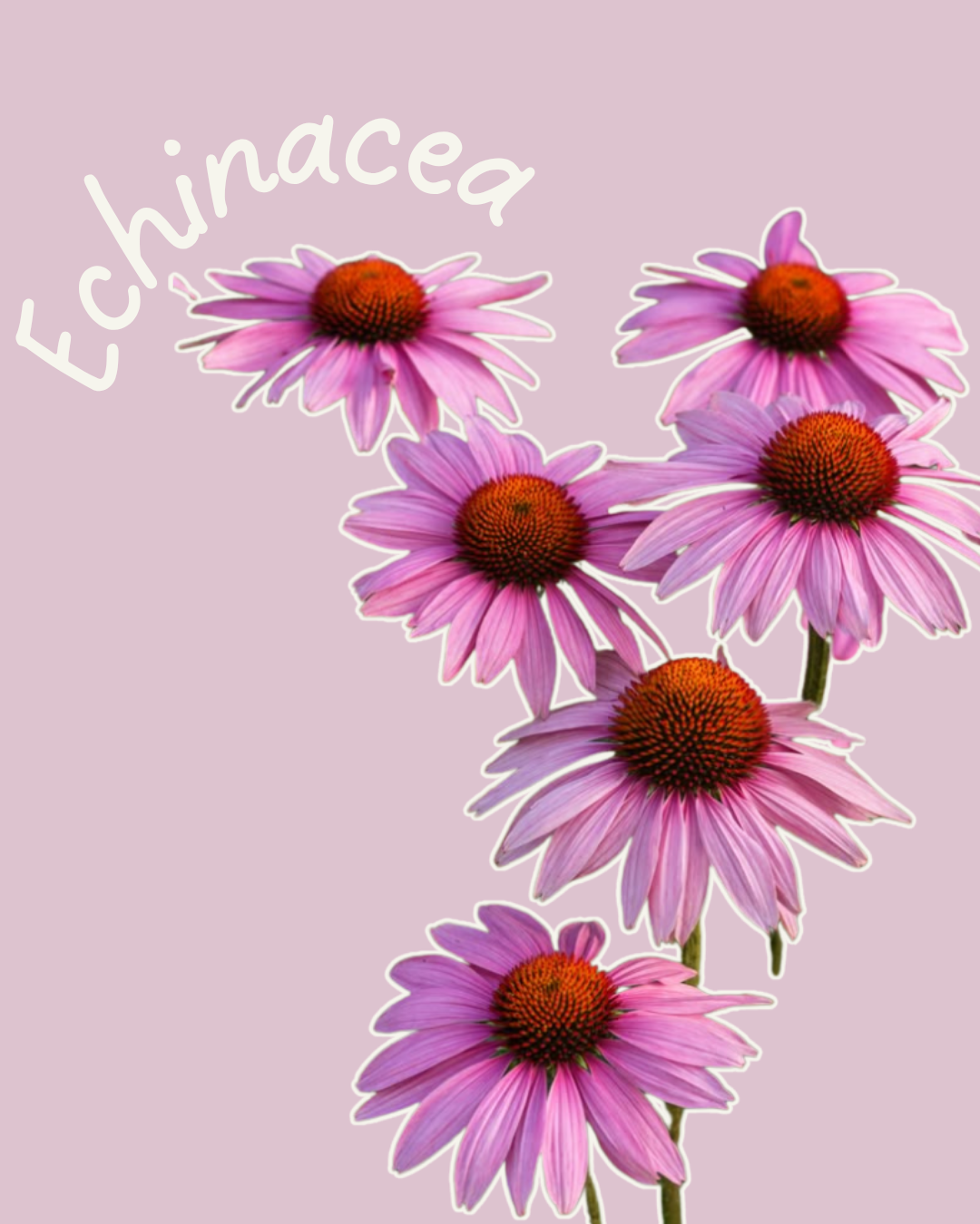 Pink purple echinacea coneflower
