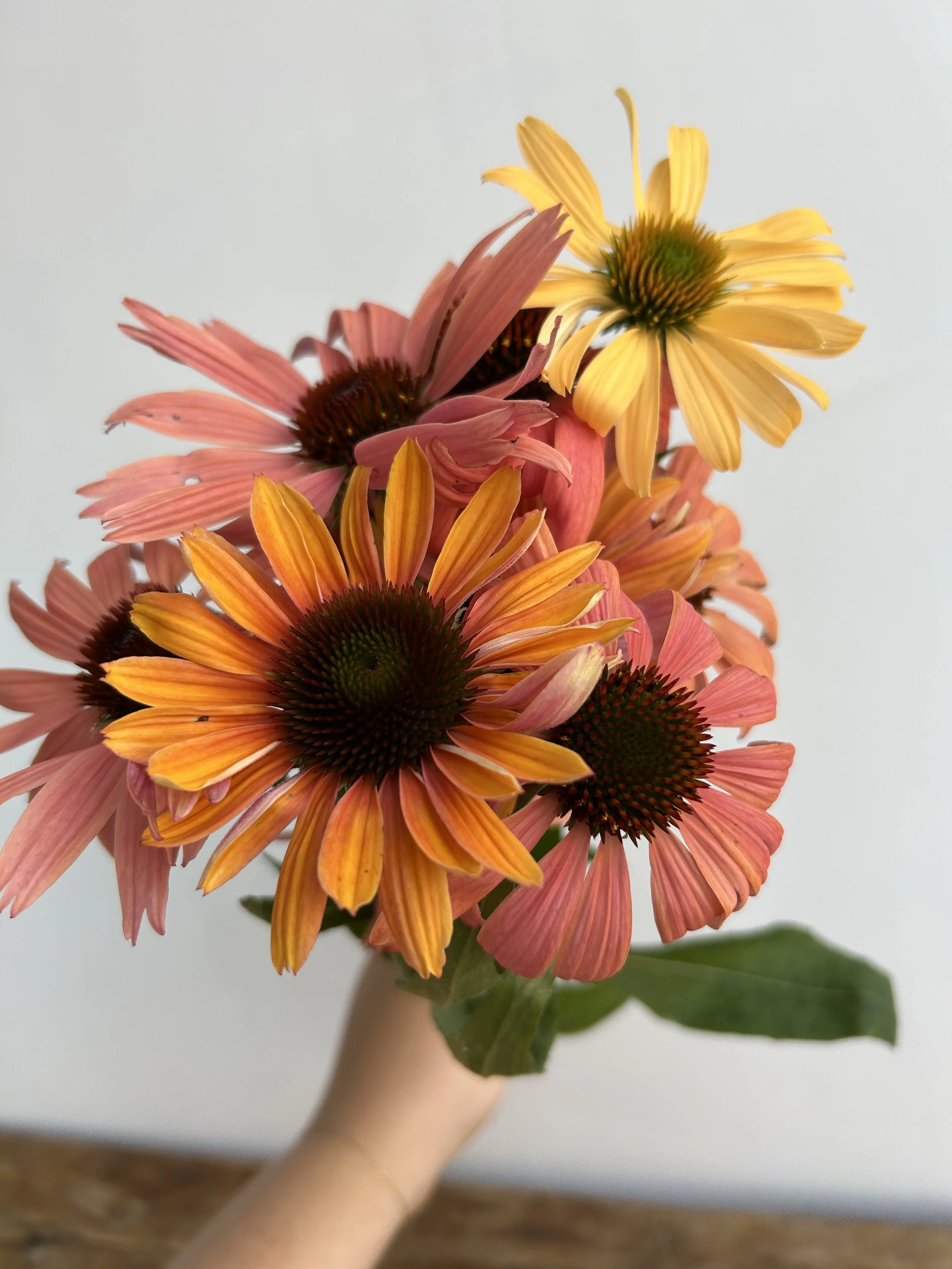 Sunset colored echinacea flowers