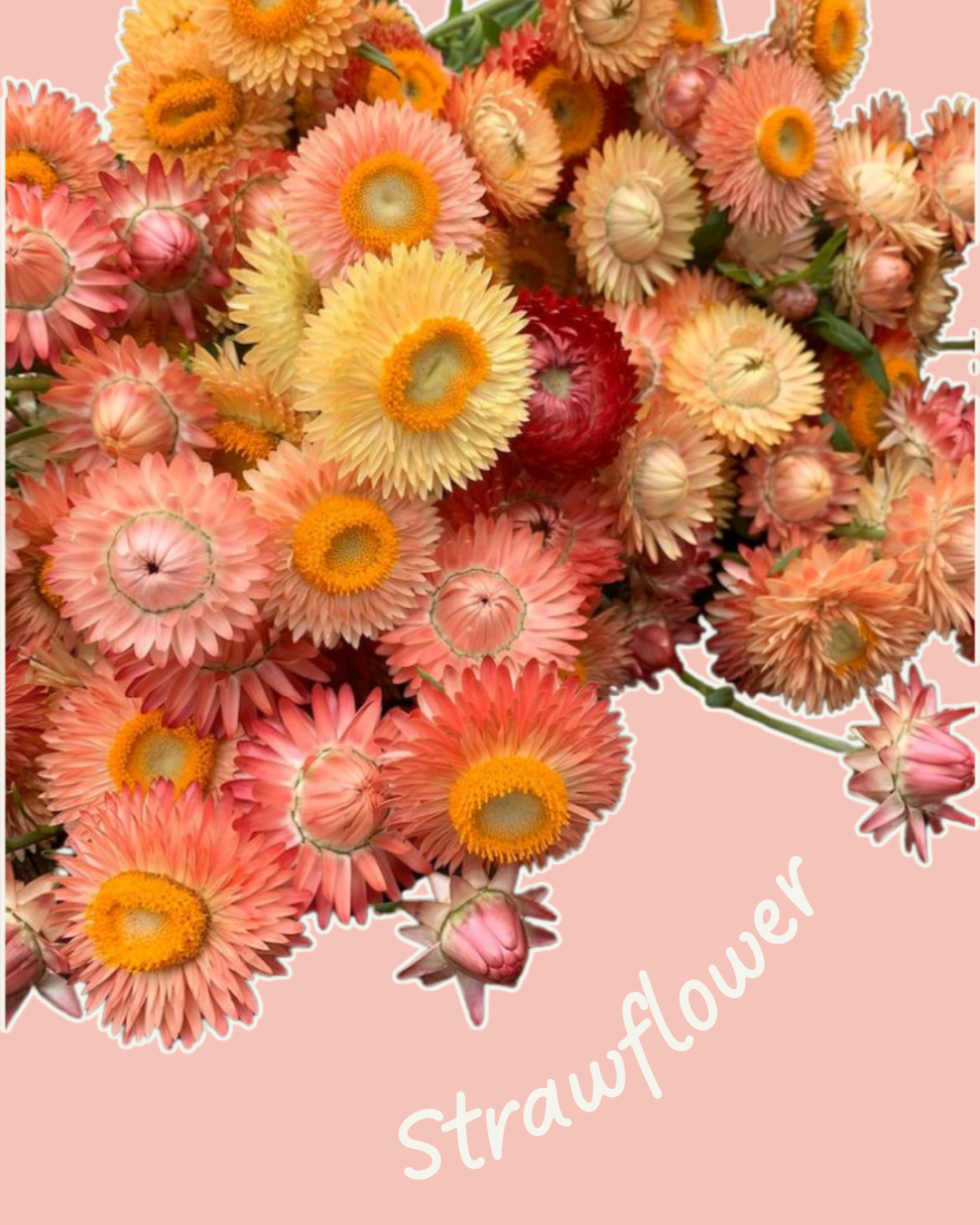 Peach apricot yellow strawflower