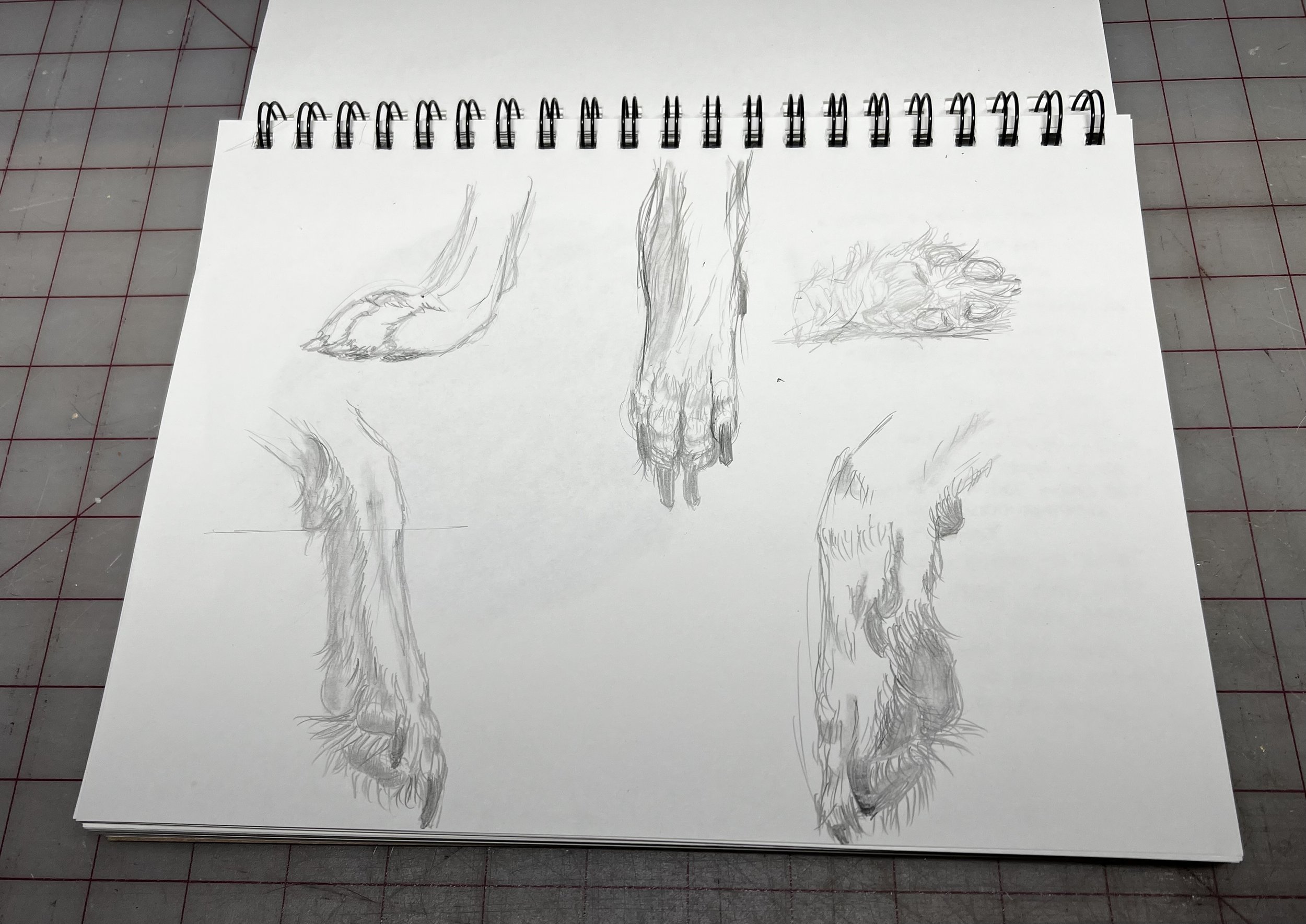 Dog Paw Study
