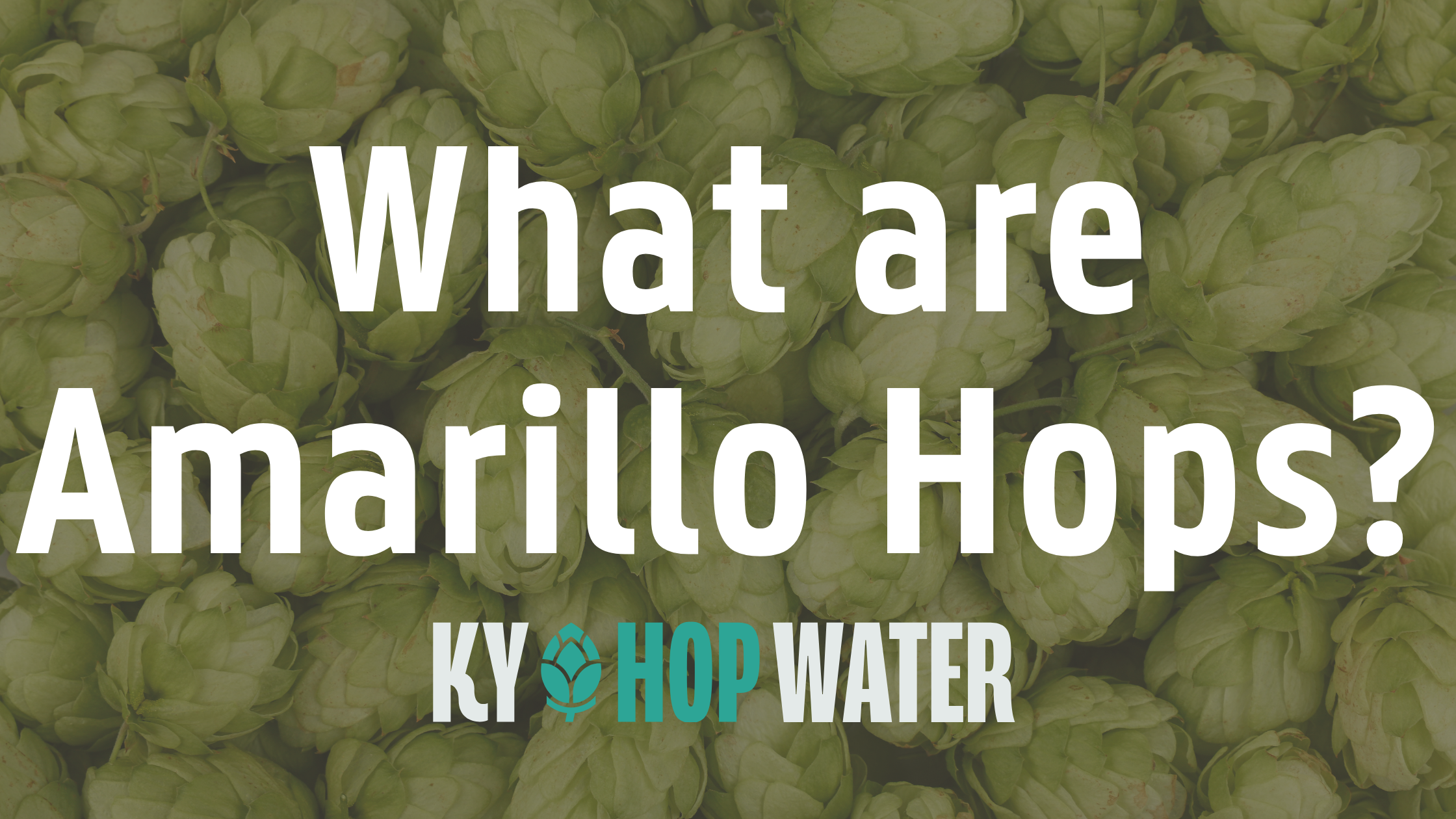 What Are Amarillo Hops?