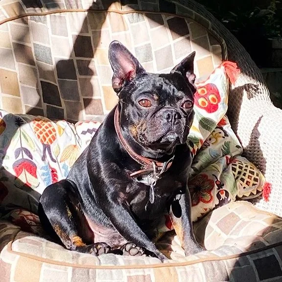 French bulldog Rocky relaxing in the sun.