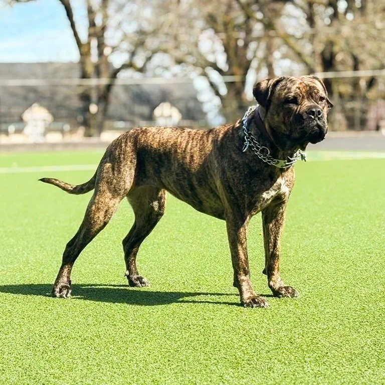 Italian mastiff Lulu at the park.