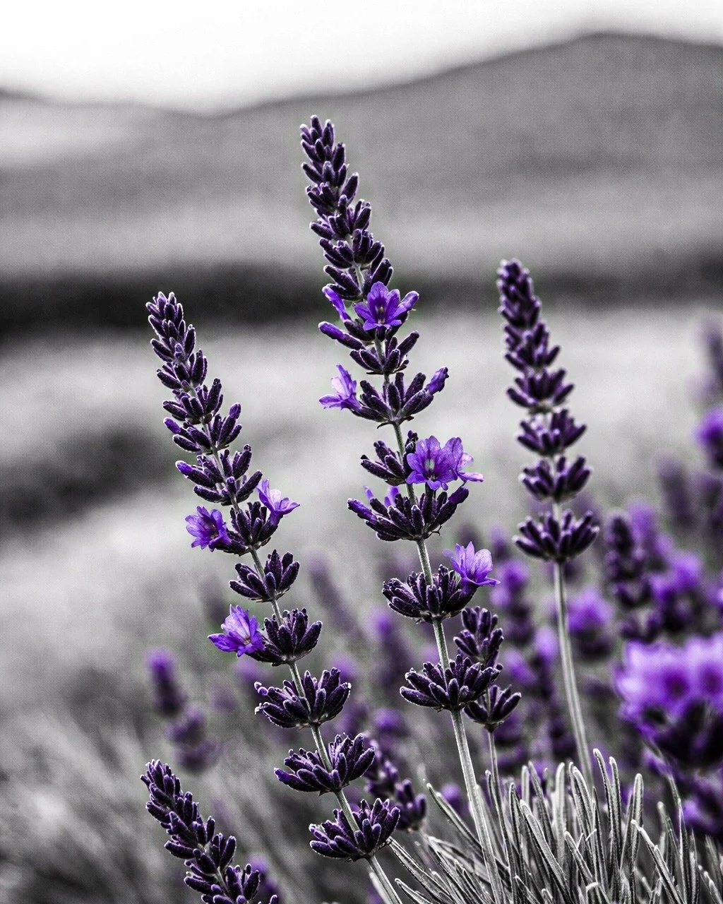 We love working with ingredients that feel gentle, purposeful, and grounding, and lavender is one we keep coming back to.

Known for its calming and comforting properties, lavender helps bring a soothing element to our formulations, especially when s