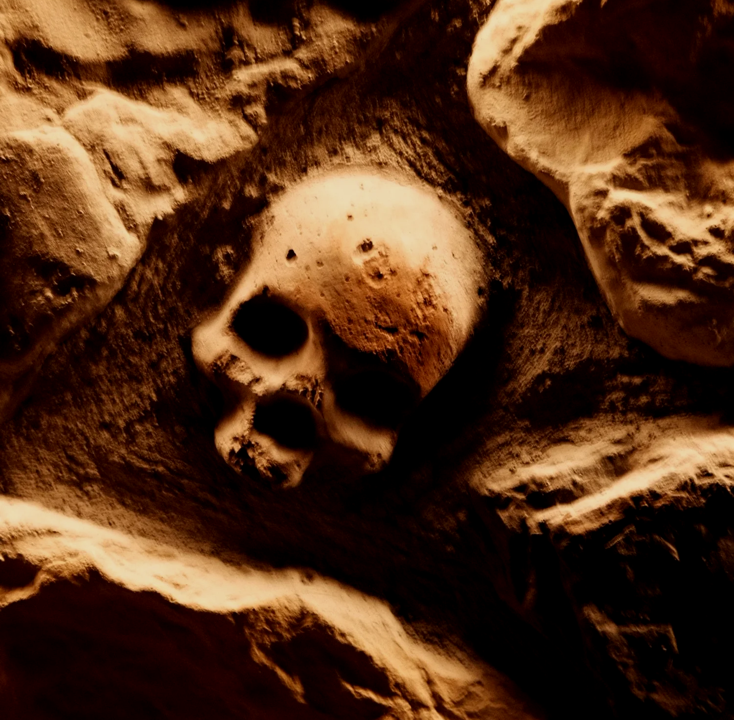 A human skull fossil embedded in sandy rock.