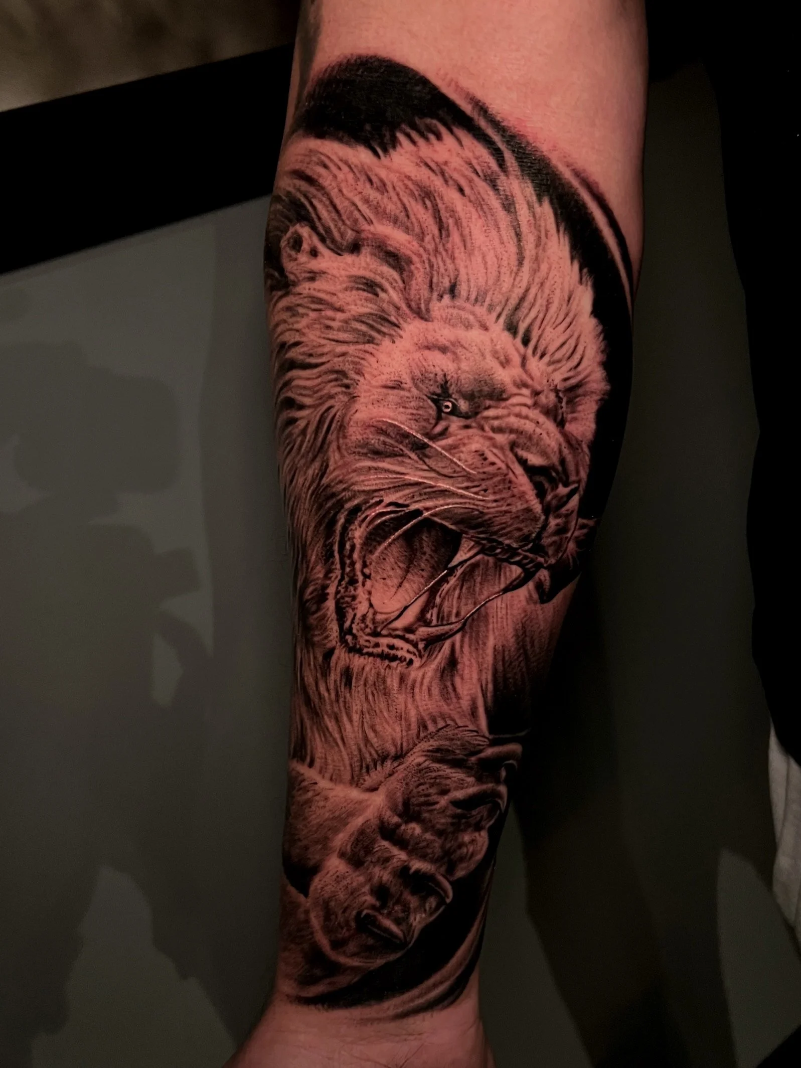Tattoo of a roaring lion's face with detailed fur, mane, and open mouth on a person's forearm.