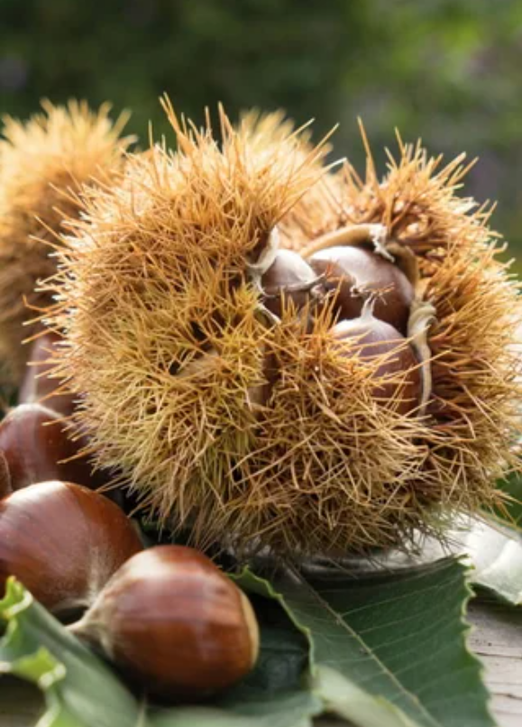 Why We Don't Sell Dunstan Chestnuts