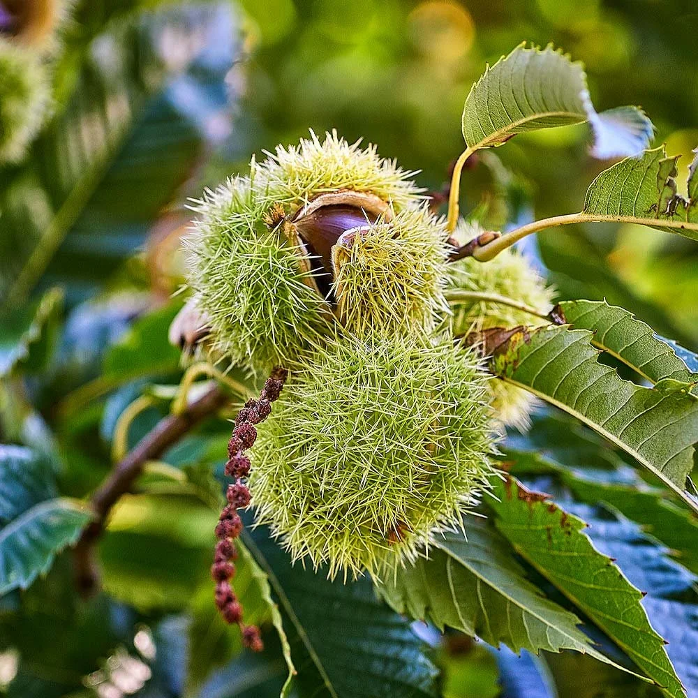 How to Choose Chestnut Trees for Your Deer Orchard