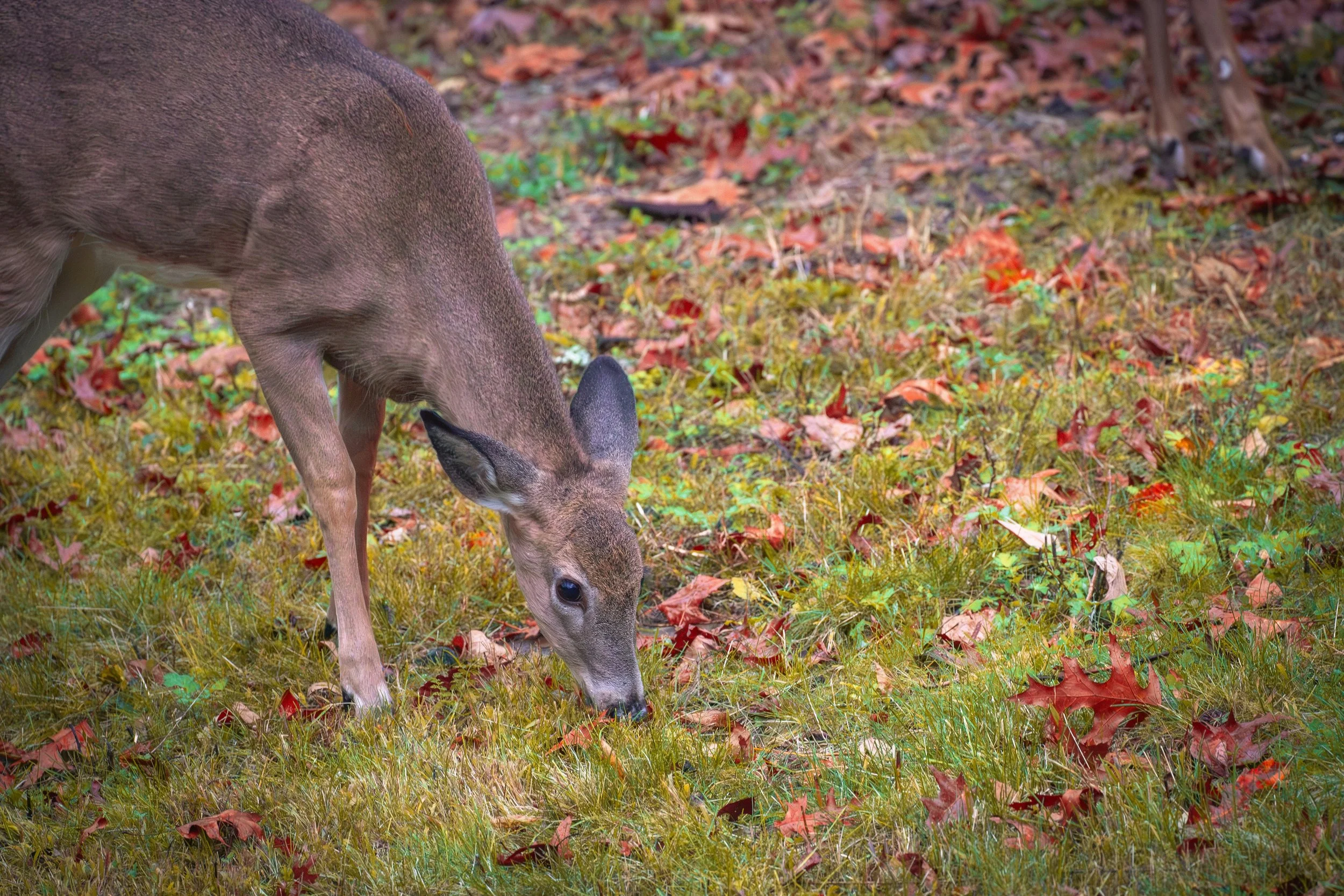 Put a Pattern on That Deer: The Case for a Hunting Orchard