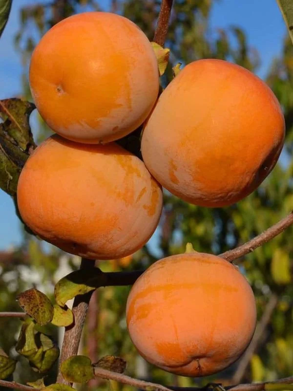 Persimmon.jpg