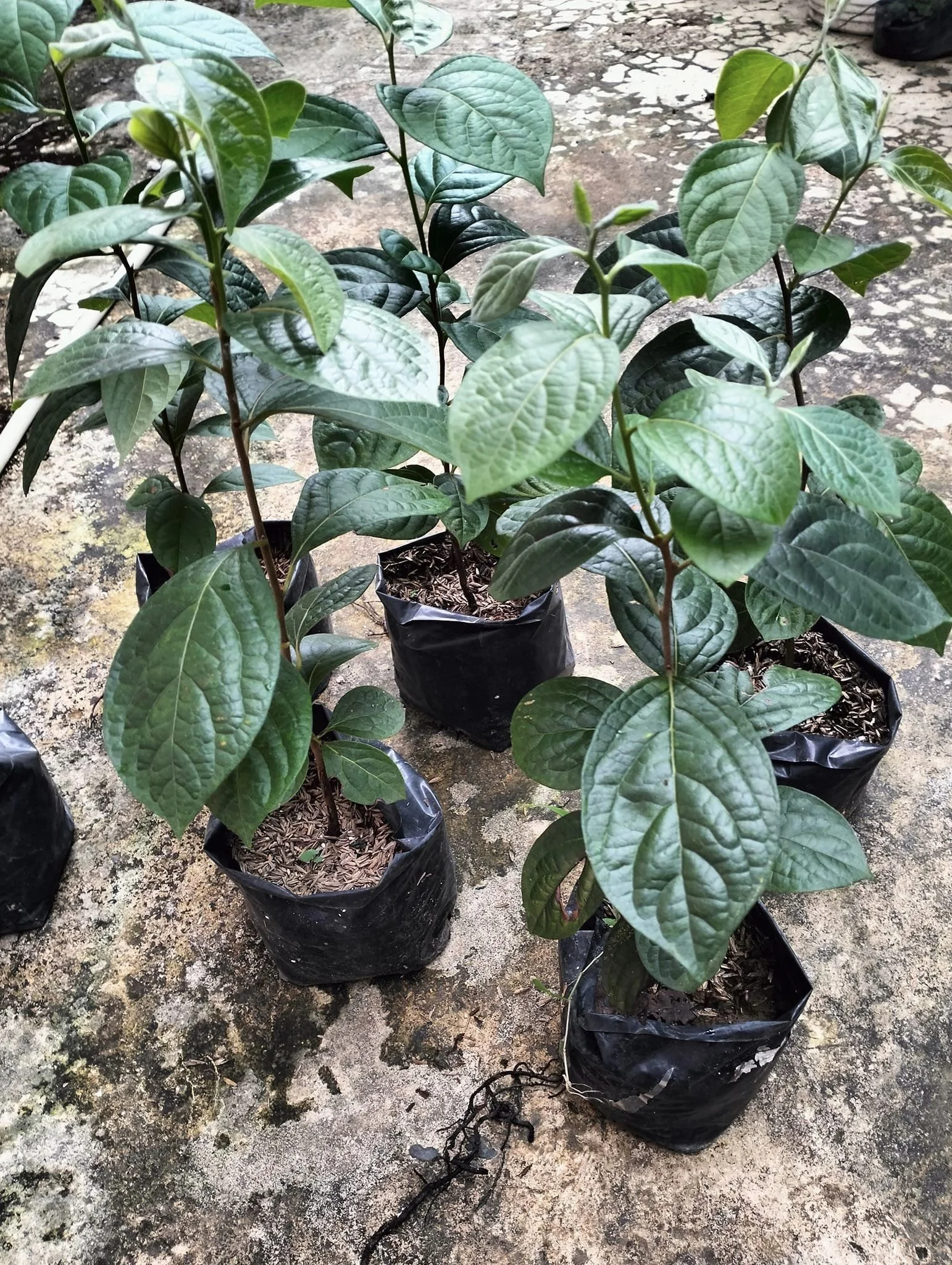 Persimmon Seedlings.jpg