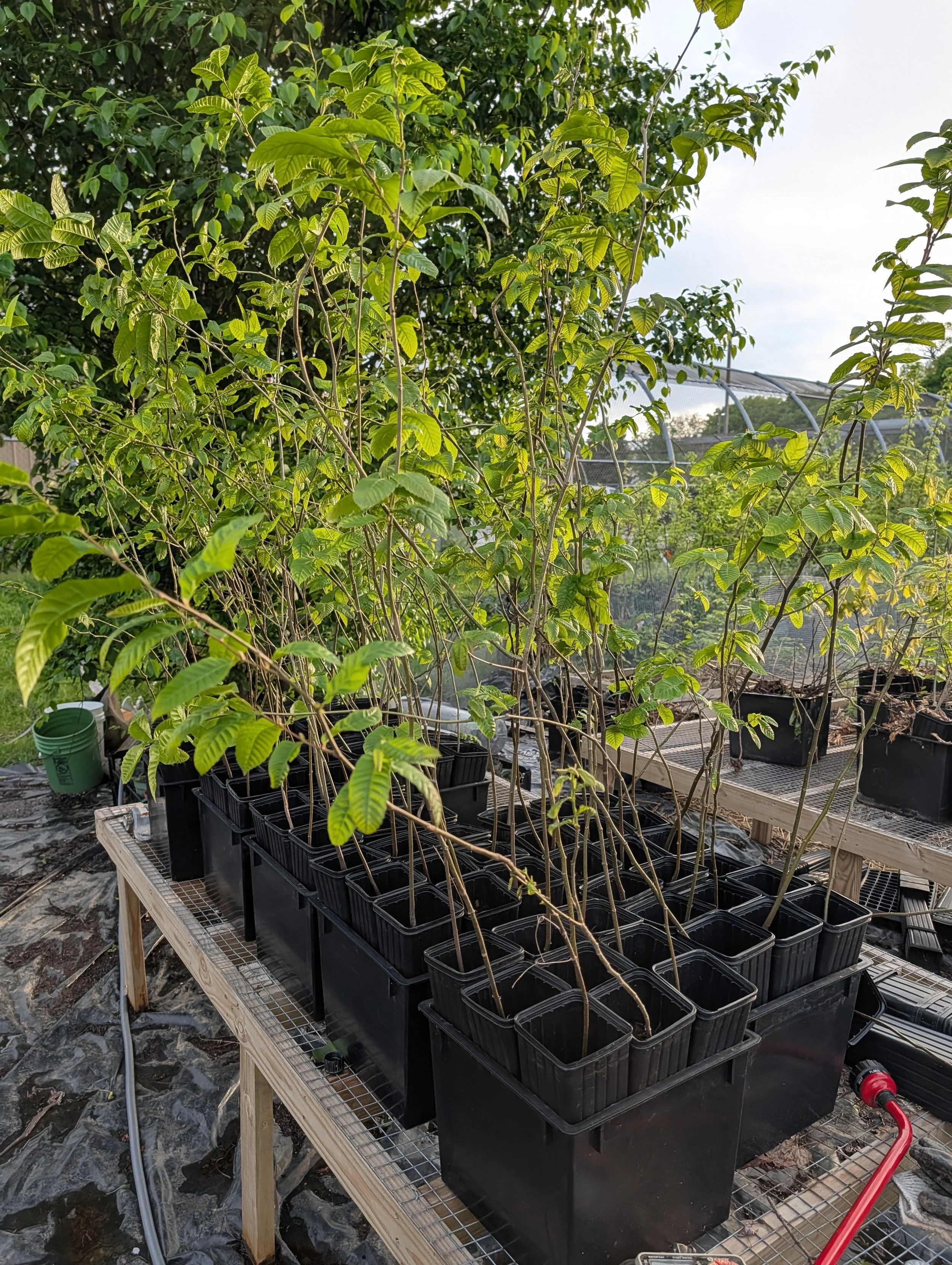 Potted Culinary Chestnut