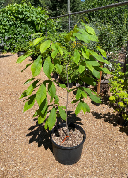 Grafted Pawpaw 'Shenandoah 2.png