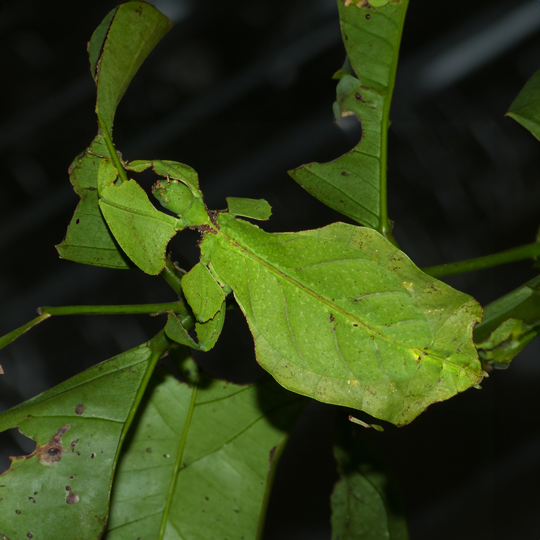 Phasmid Phantoms